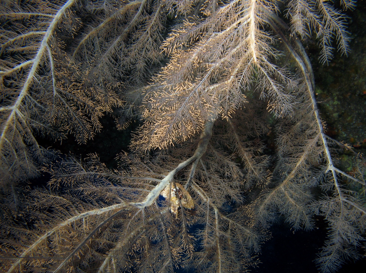 Feathery Black Coral - Myriopathes ulex - Lanai, Hawaii