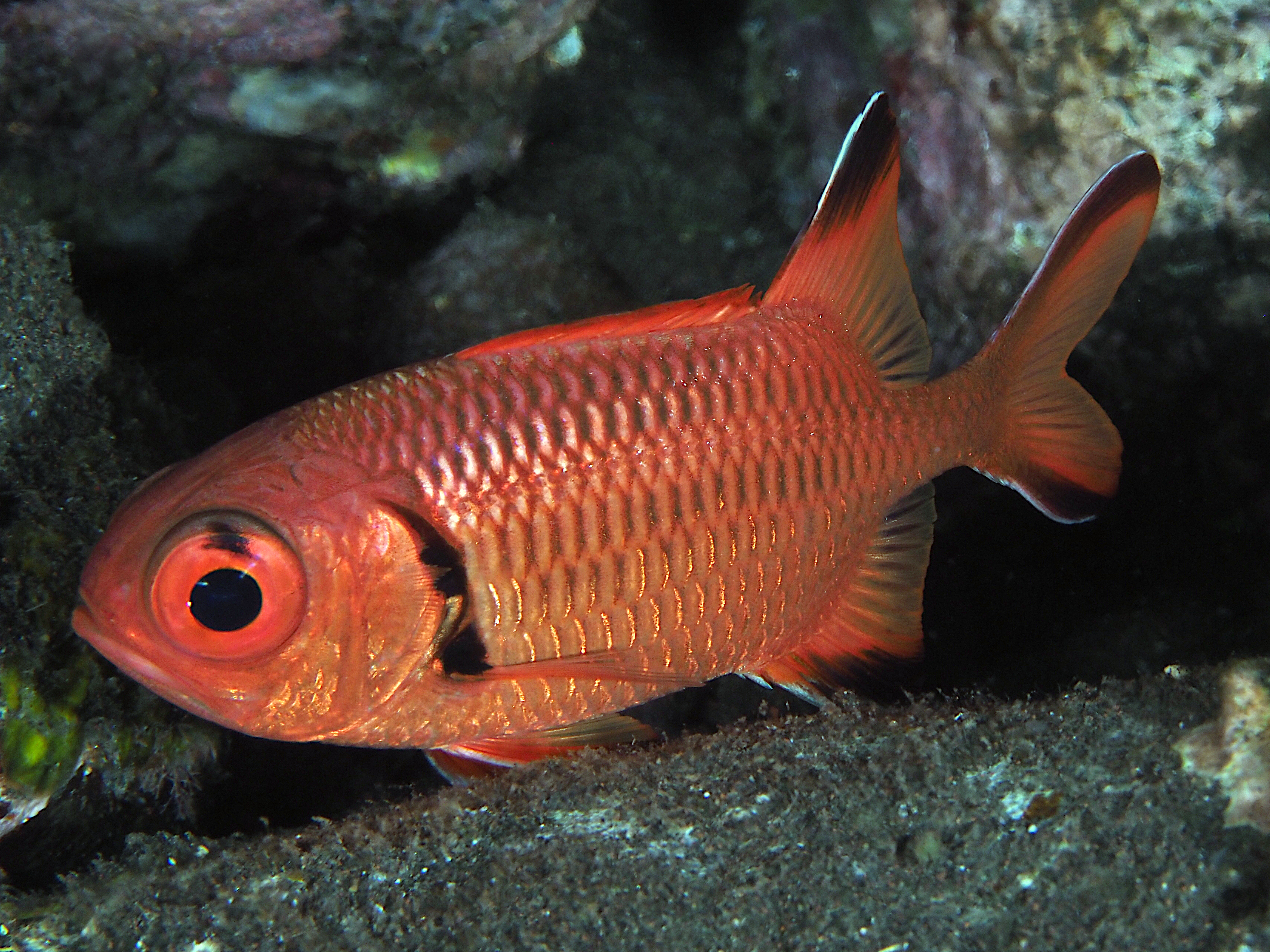 Robust Soldierfish - Myripristis robusta - Bali, Indonesia