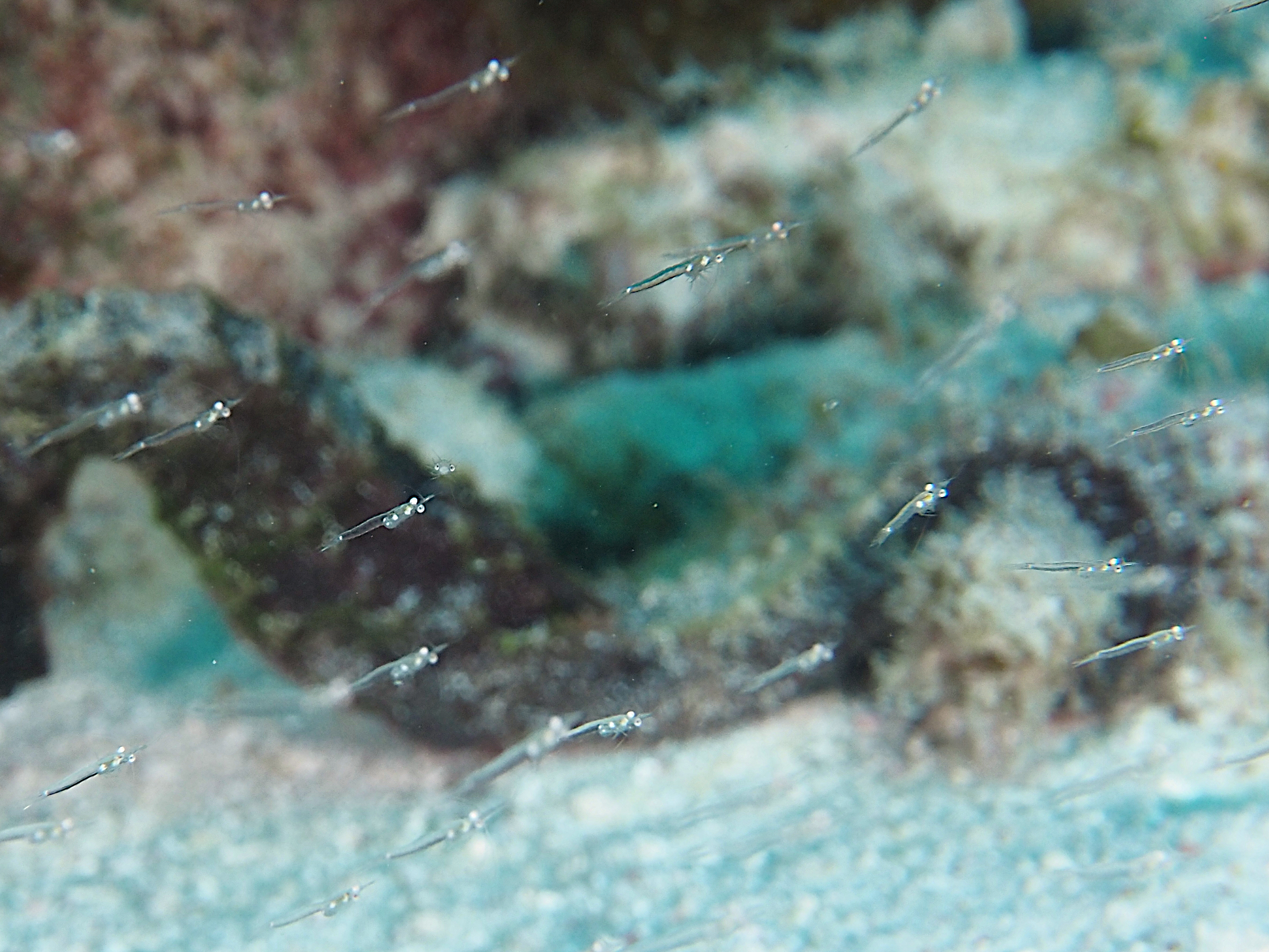 Mysids Shrimp - Mysidium spp.