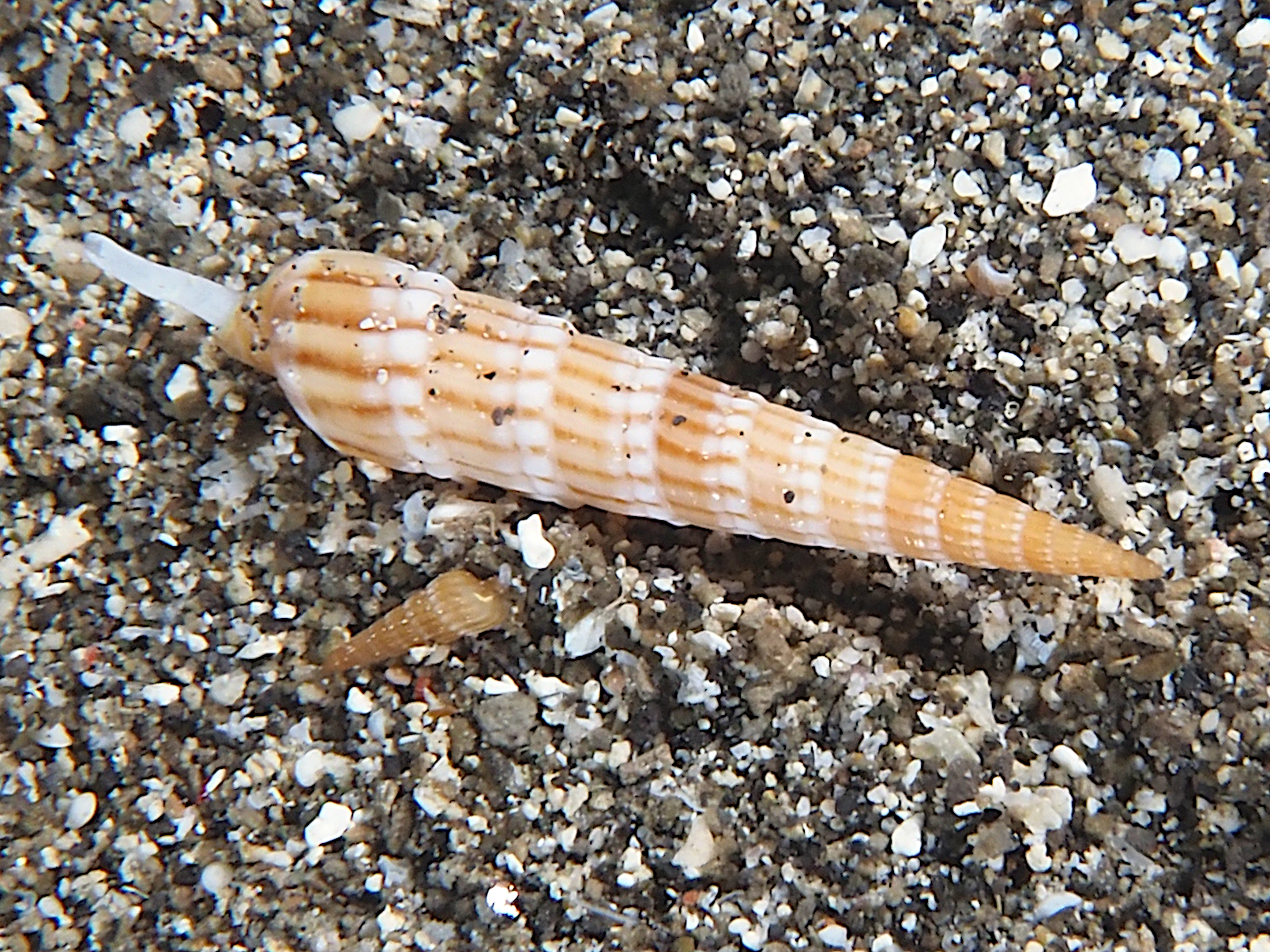 Undulate Auger - Myurellopsis undulata - Komodo, Indonesia