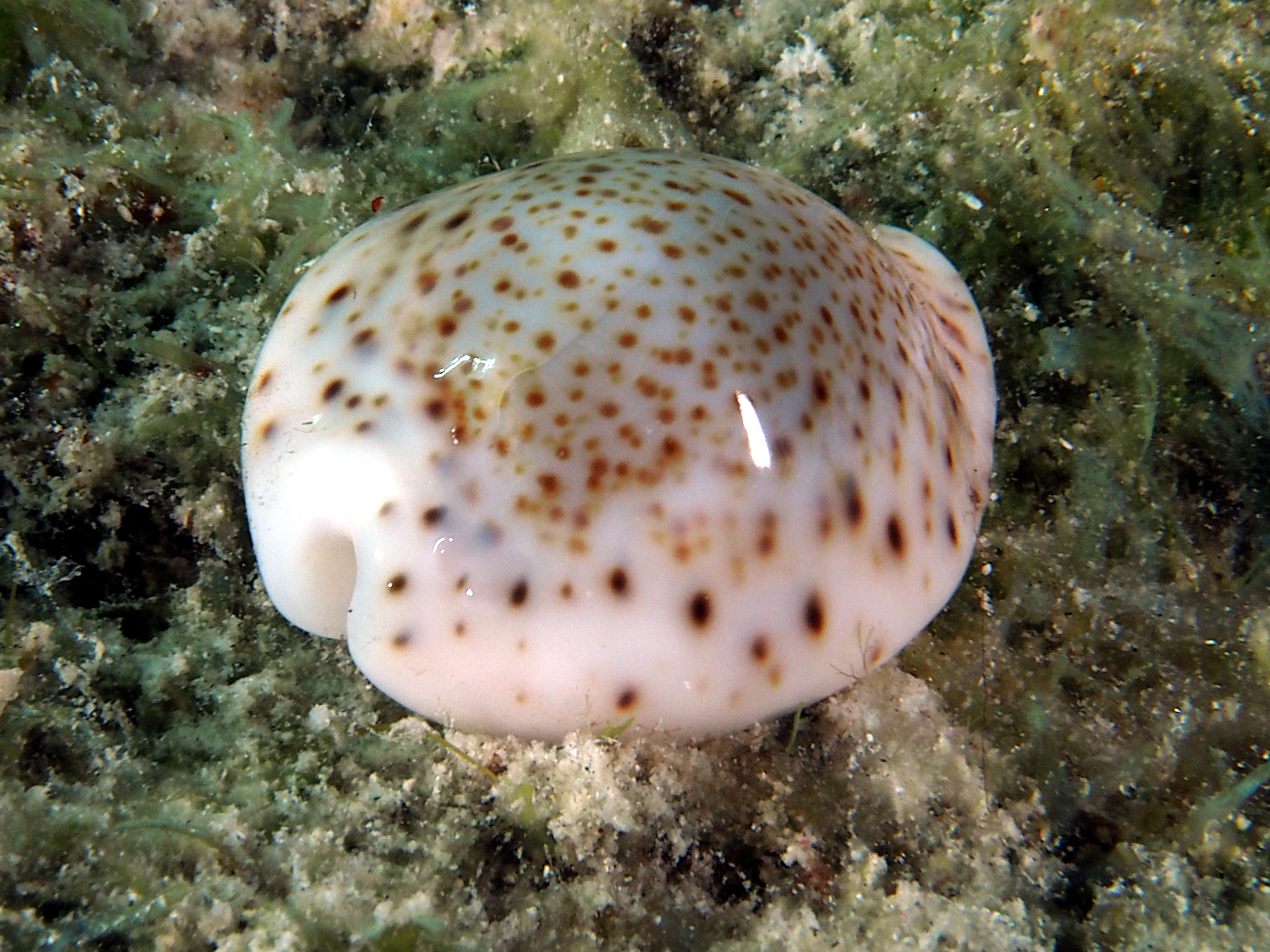 Thrush Cowrie - Naria turdus - British Virgin Islands