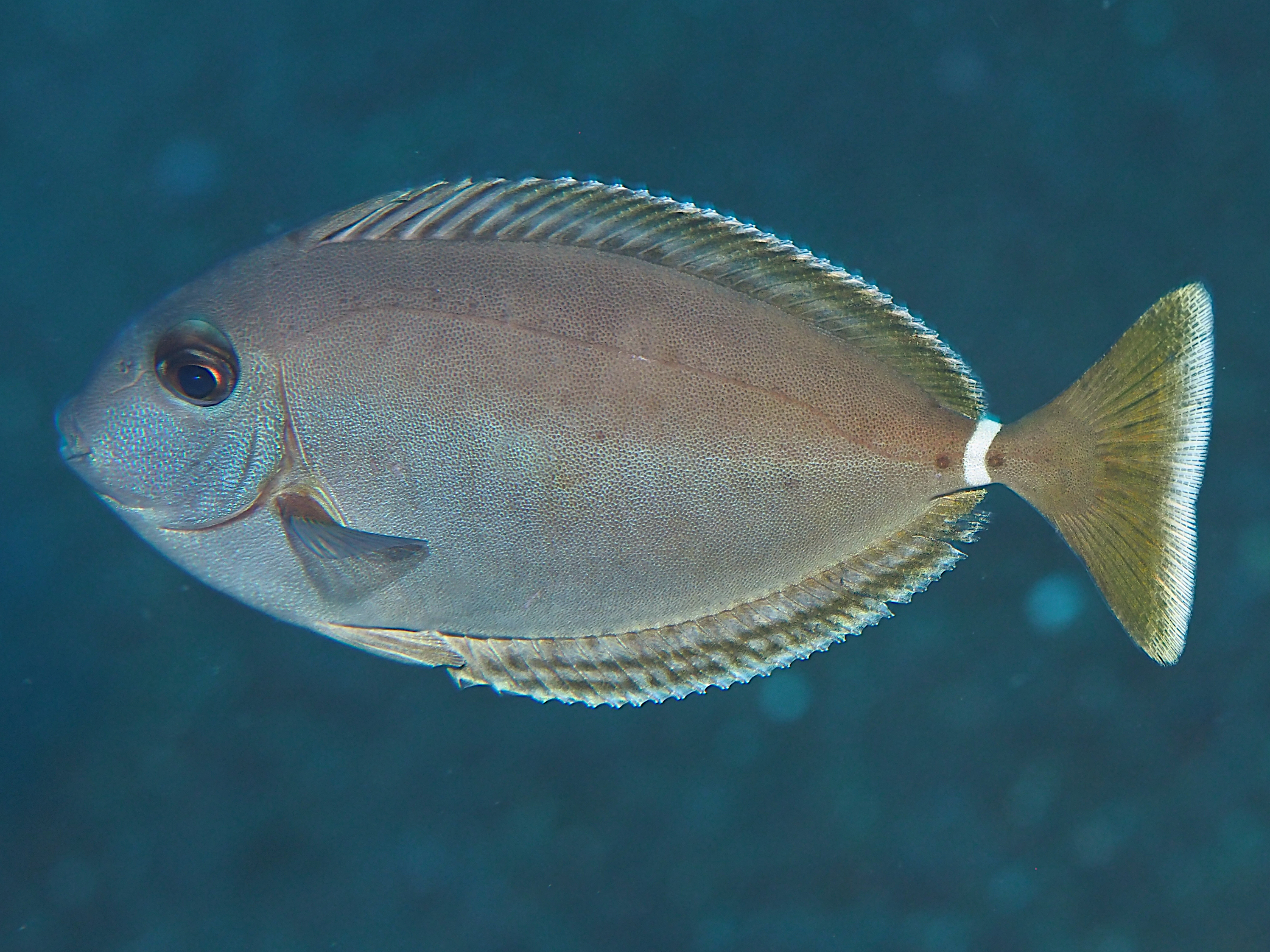 Whitemargin Unicornfish - Naso annulatus