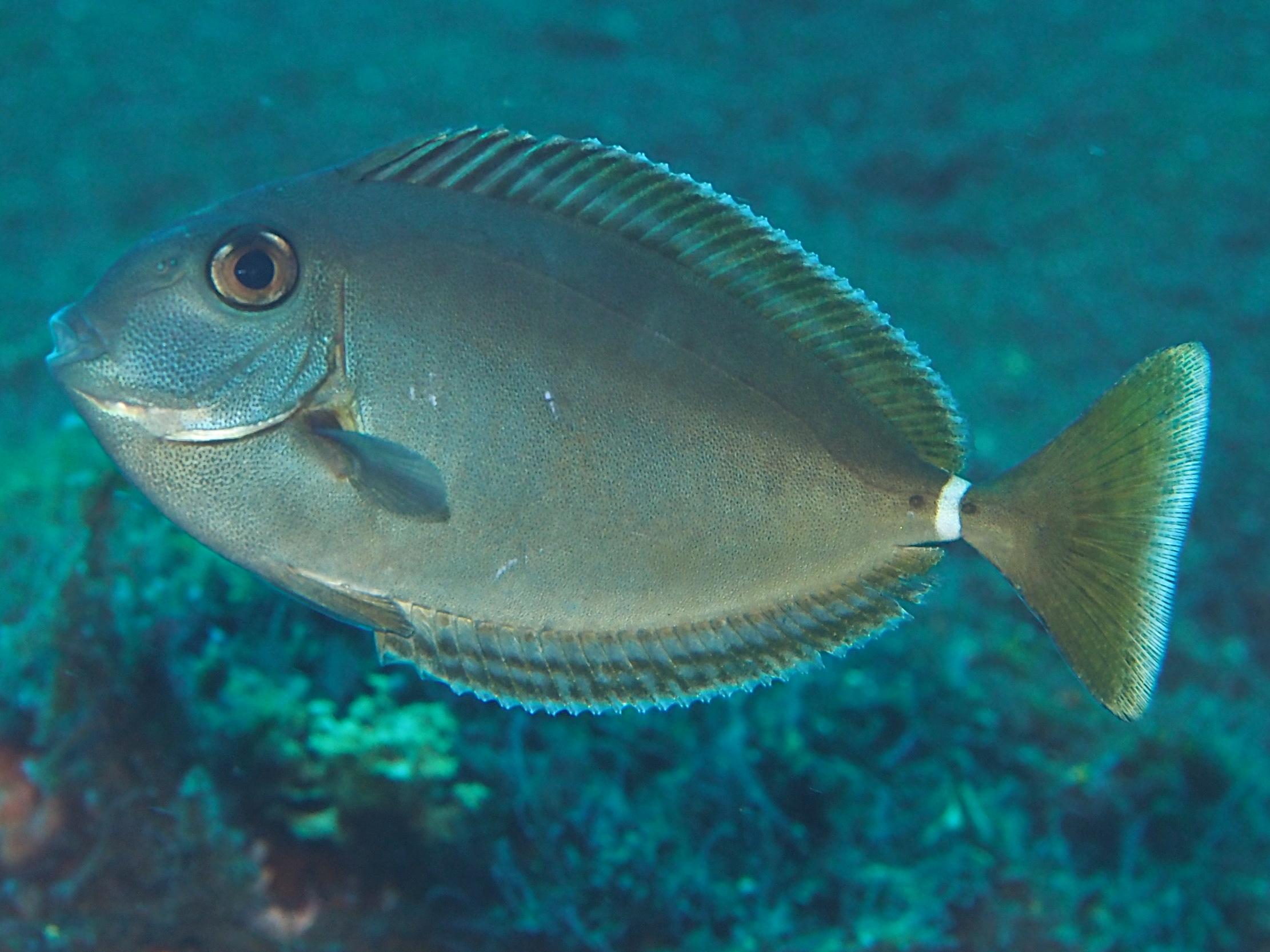 Whitemargin Unicornfish - Naso annulatus