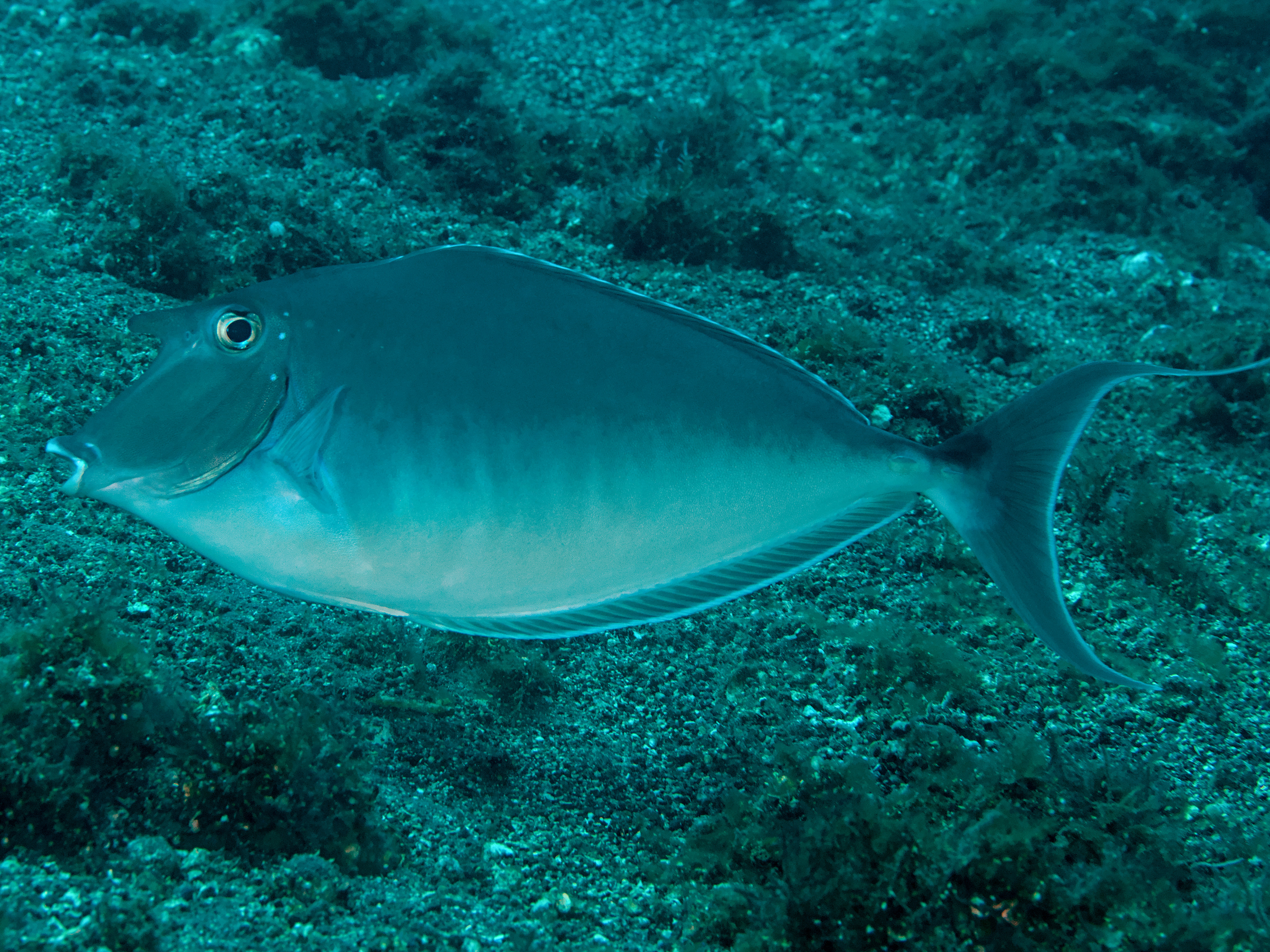 Humpback Unicornfish - Naso brachycentron - Bali, Indonesia