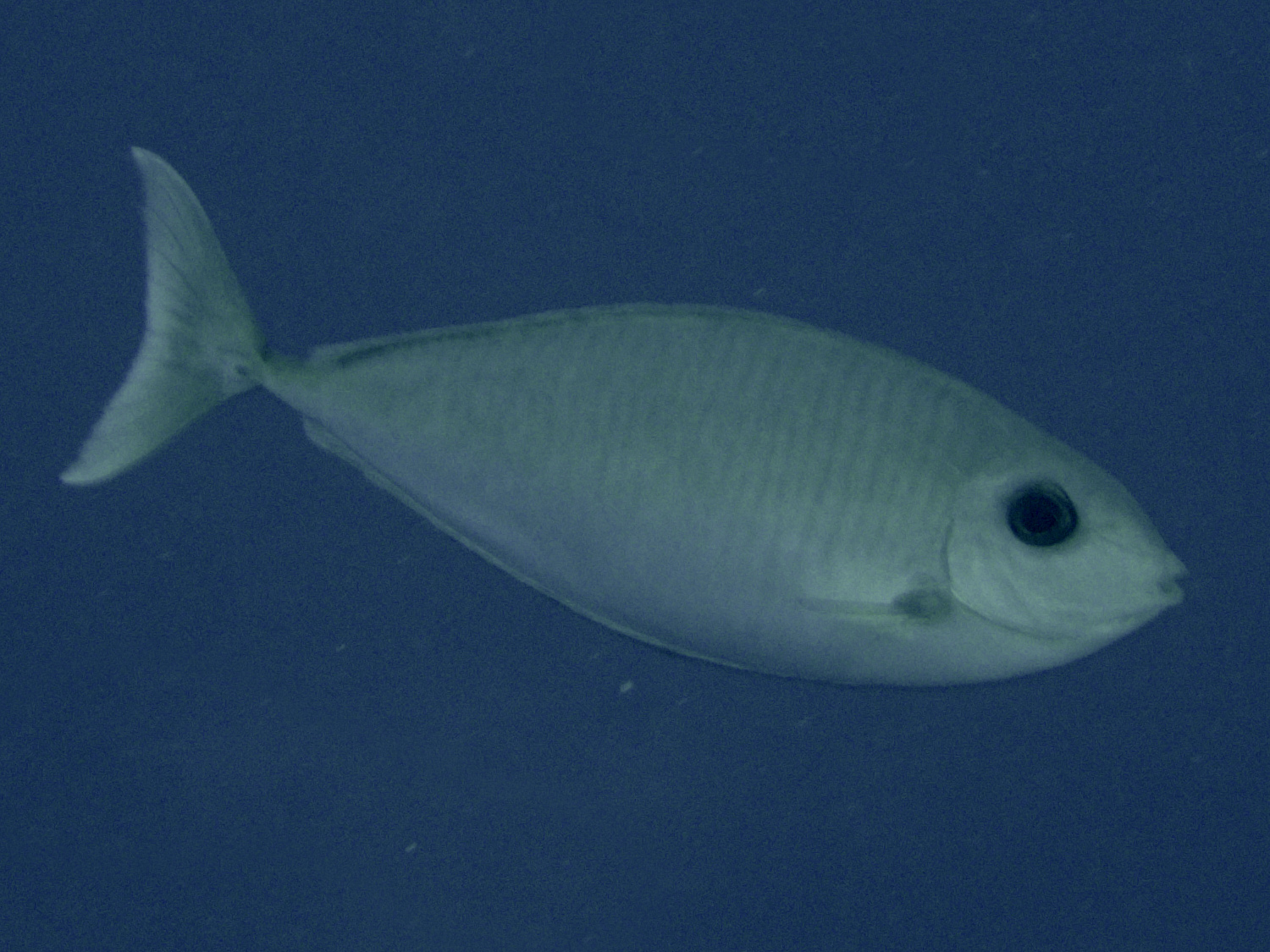 Gray Unicornfish - Naso caesius - Rangiroa, French Polynesia