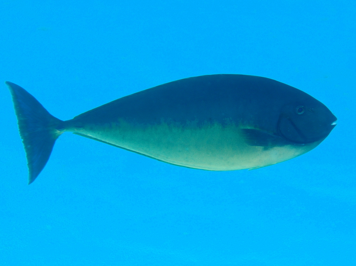 Sleek Unicornfish - Naso hexacanthus