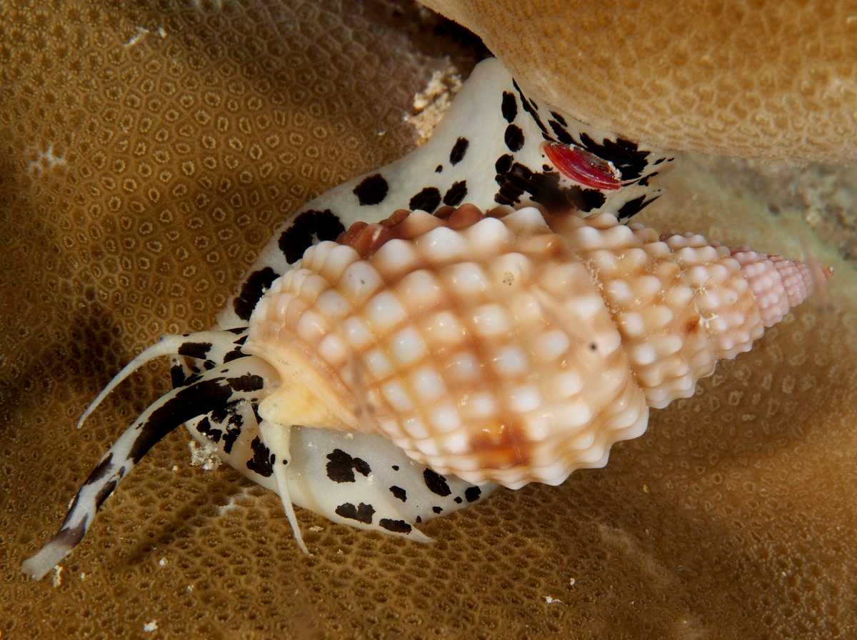 Pimpled Basket Shell - Nassarius papillosus