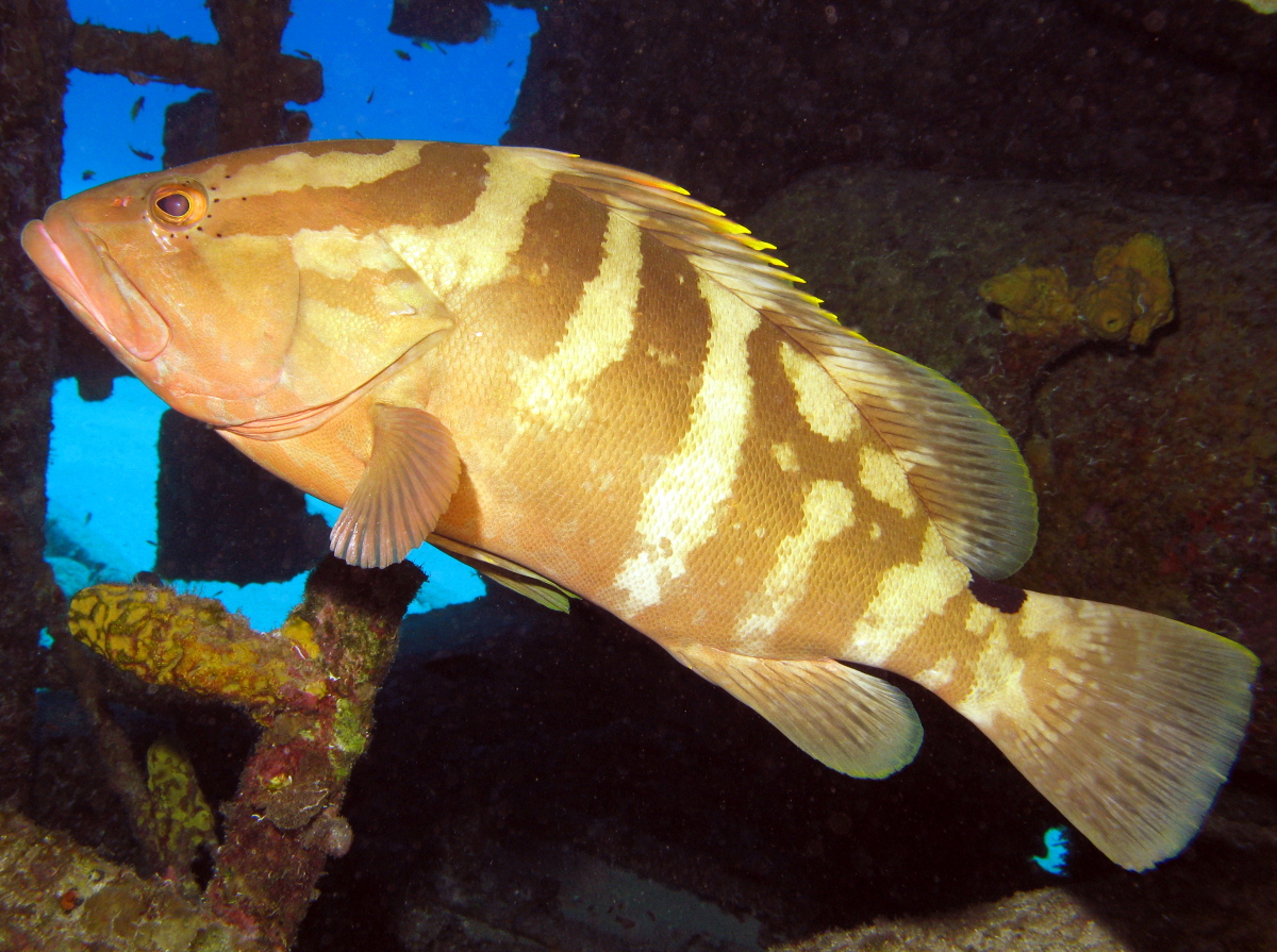 Nassau Grouper - Epinephelus striatus