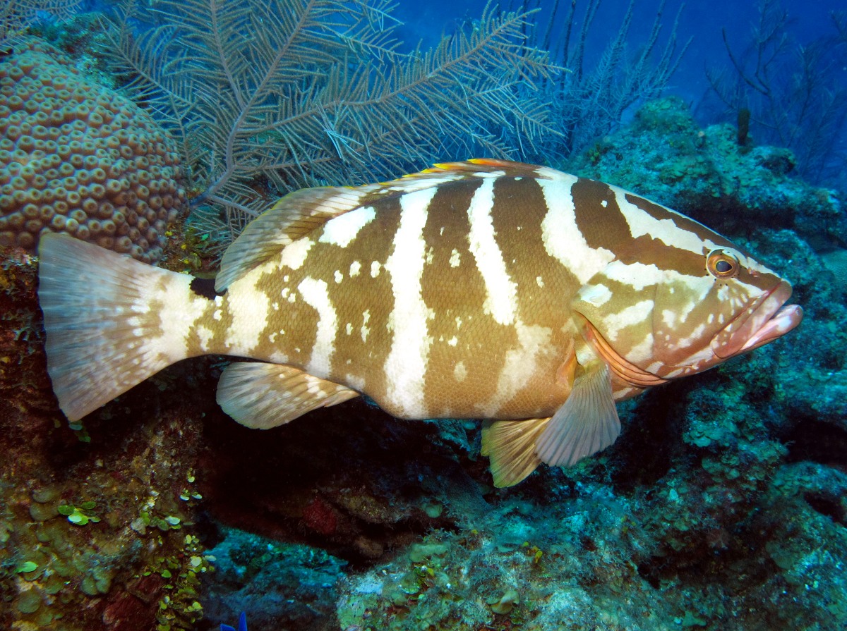 Nassau Grouper - Epinephelus striatus