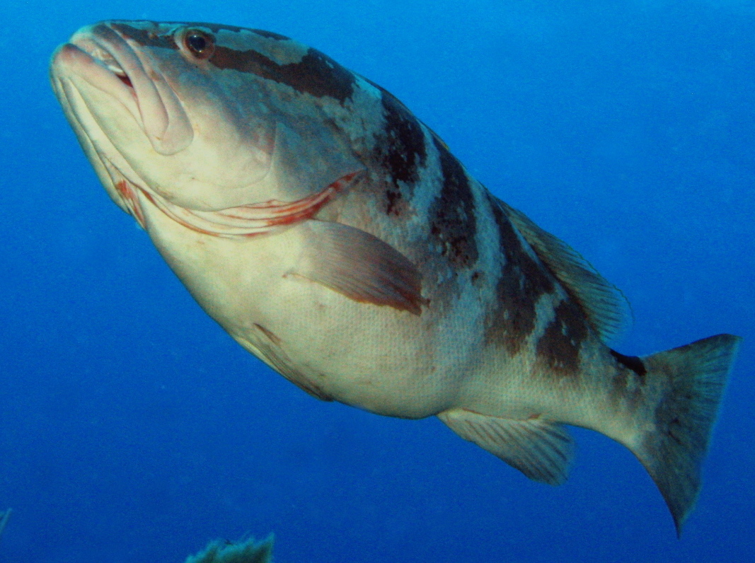 Nassau Grouper - Epinephelus striatus