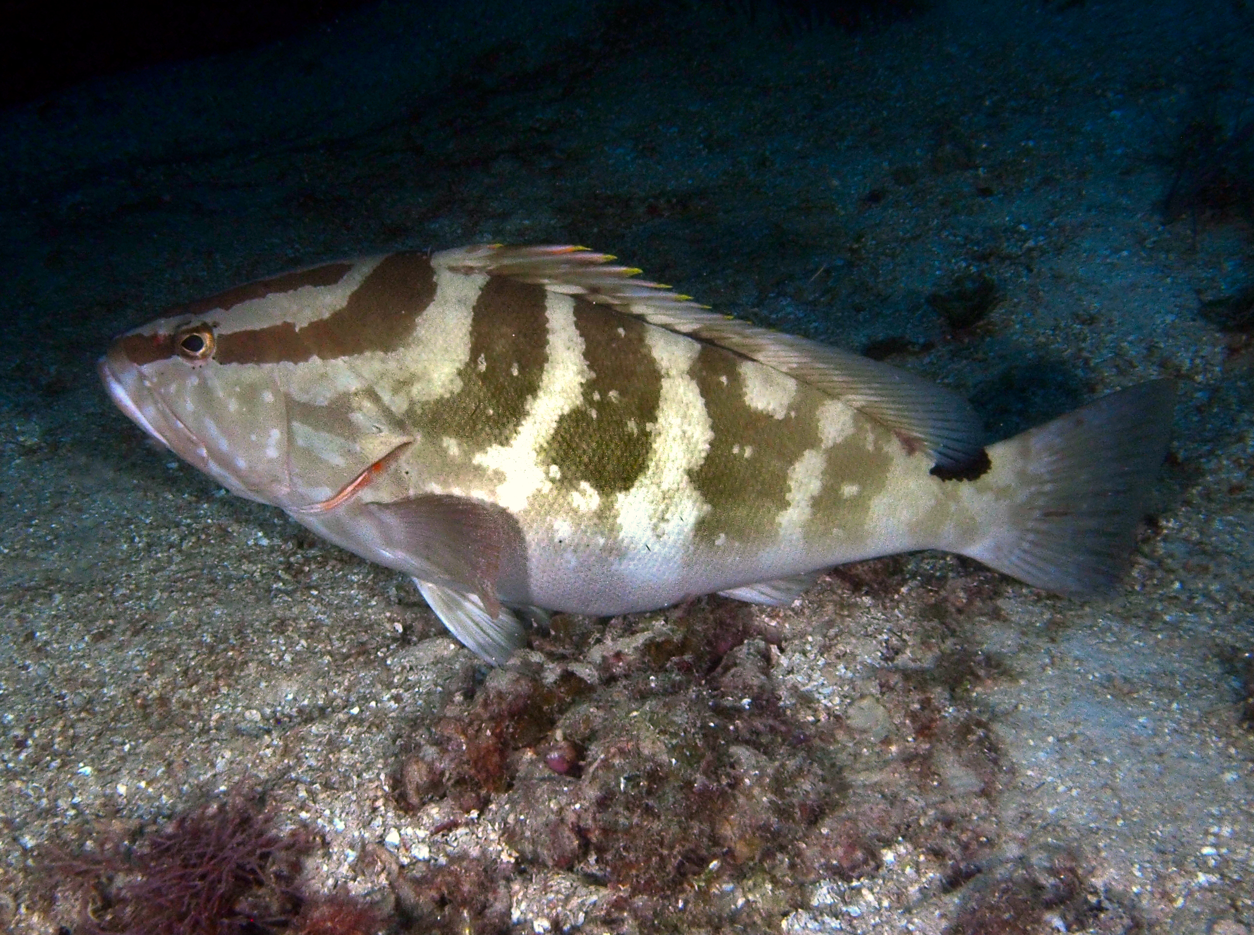 Nassau Grouper - Epinephelus striatus