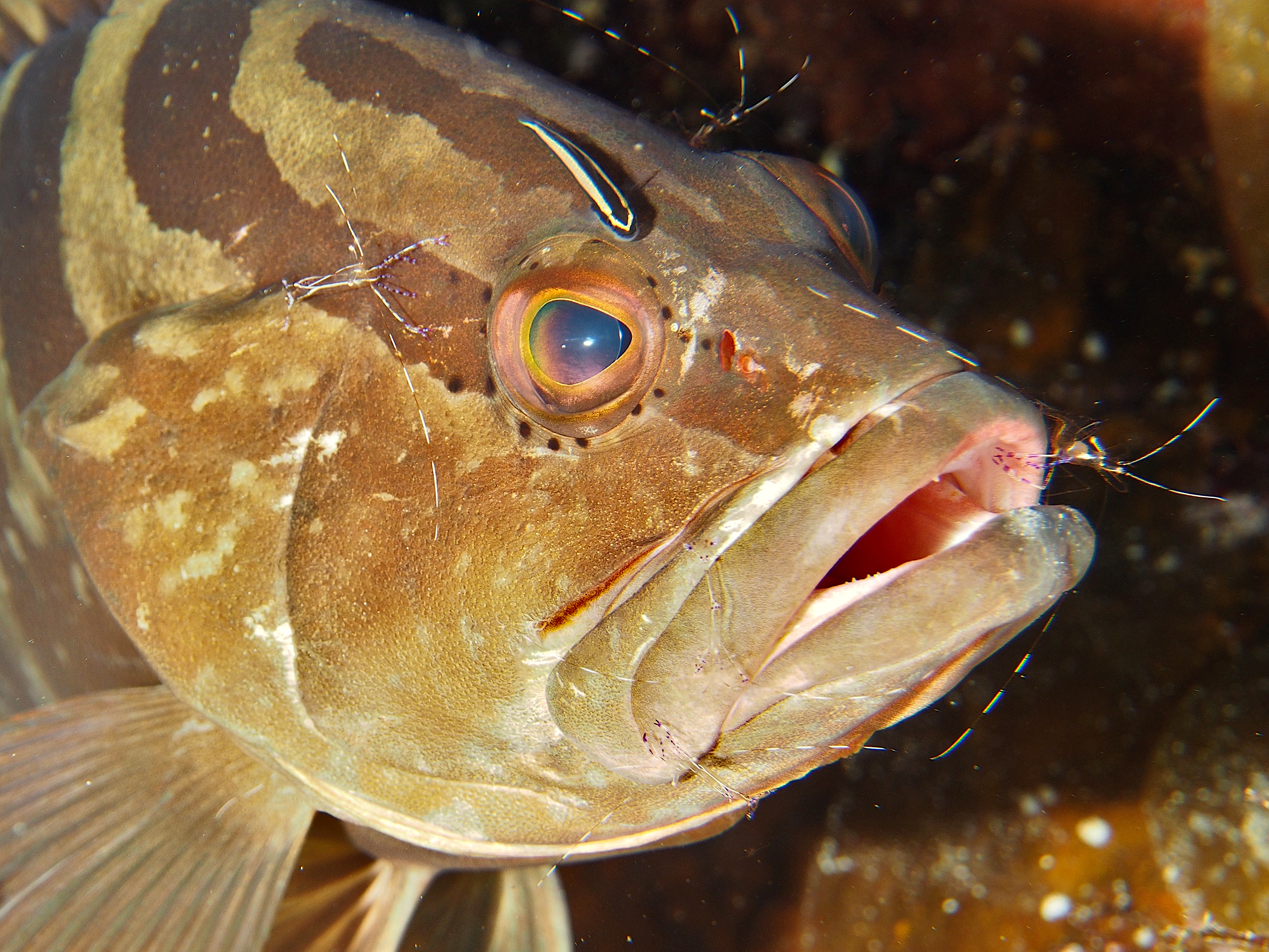 Nassau Grouper - Epinephelus striatus