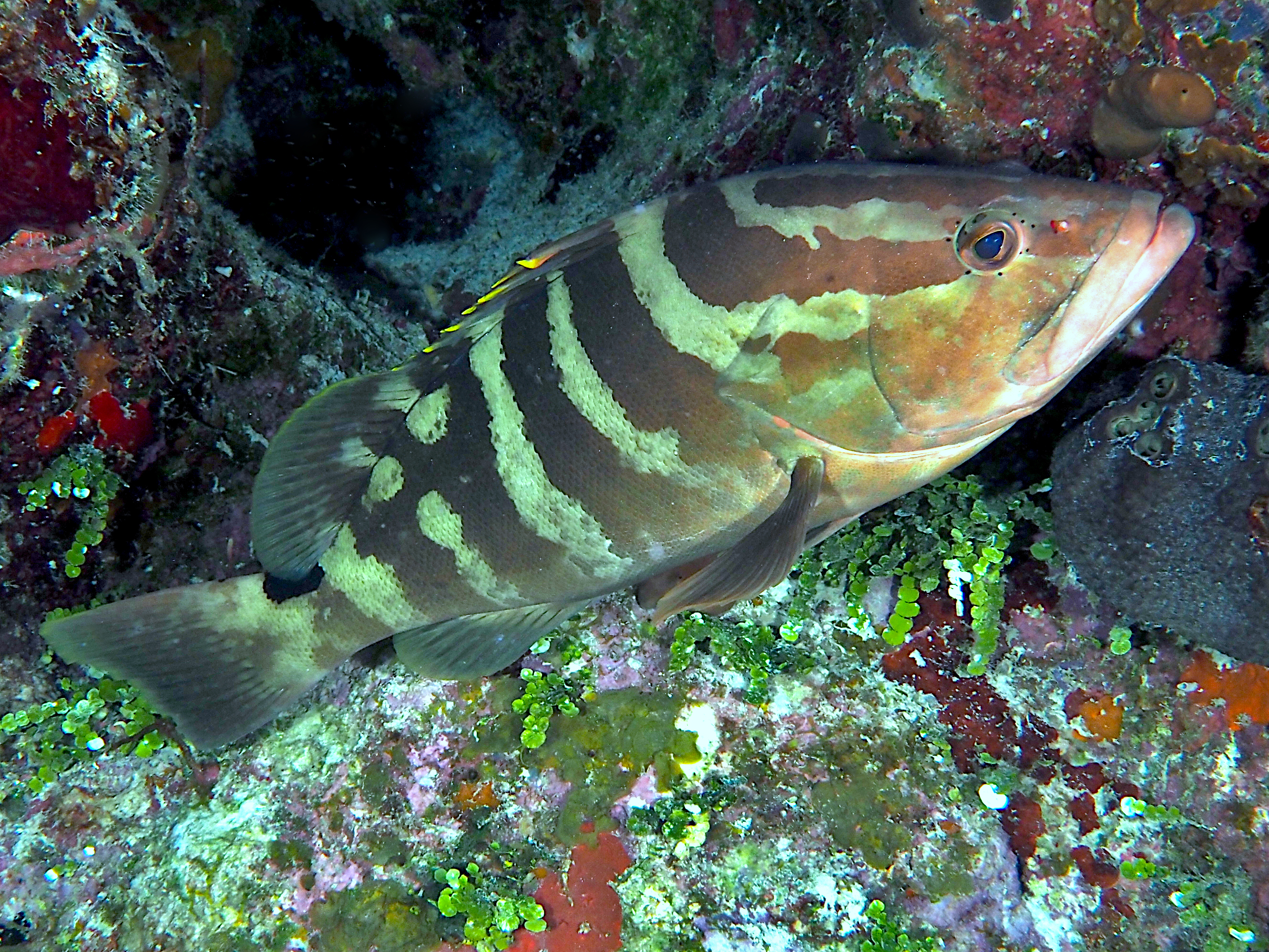 Nassau Grouper - Epinephelus striatus