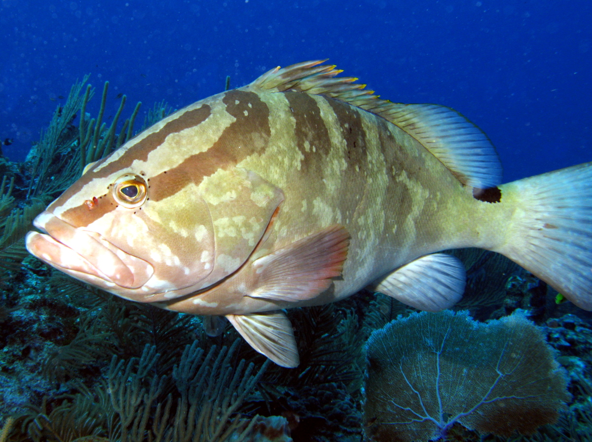 Nassau Grouper - Epinephelus striatus