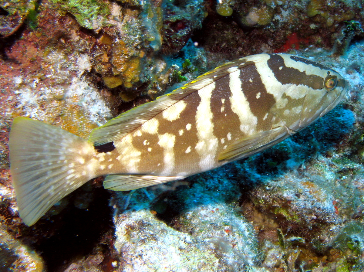 Nassau Grouper - Epinephelus striatus