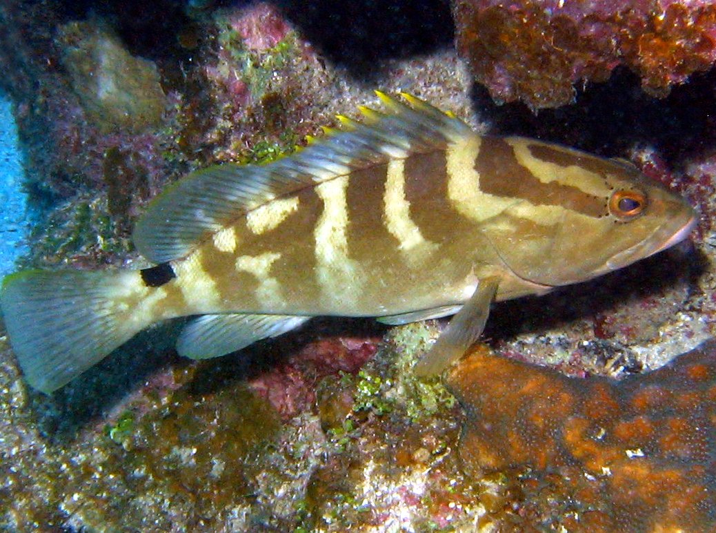 Nassau Grouper - Epinephelus striatus