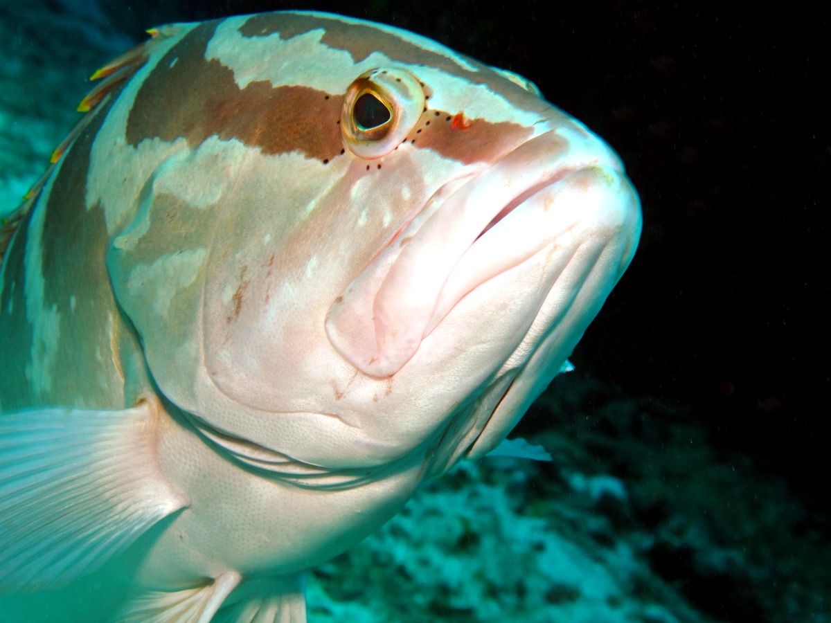 Nassau Grouper - Epinephelus striatus