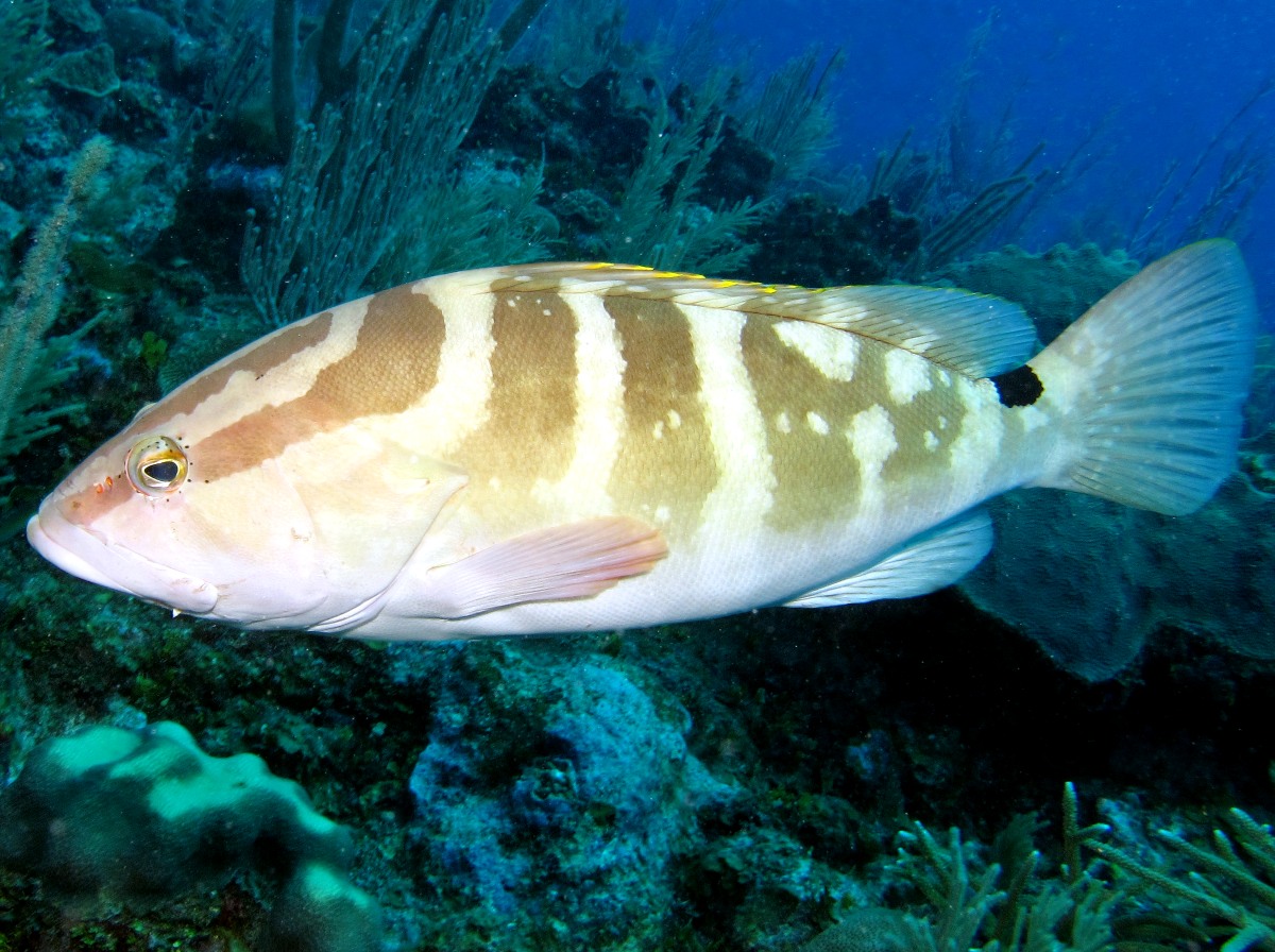 Nassau Grouper - Epinephelus striatus - Belize - Photo 8 - Caribbean Reefs