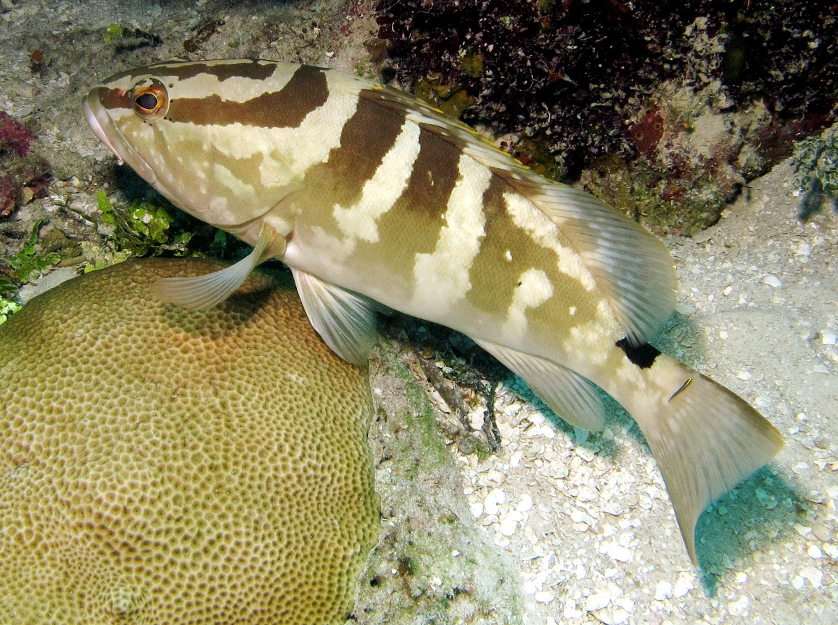 Nassau Grouper - Epinephelus striatus