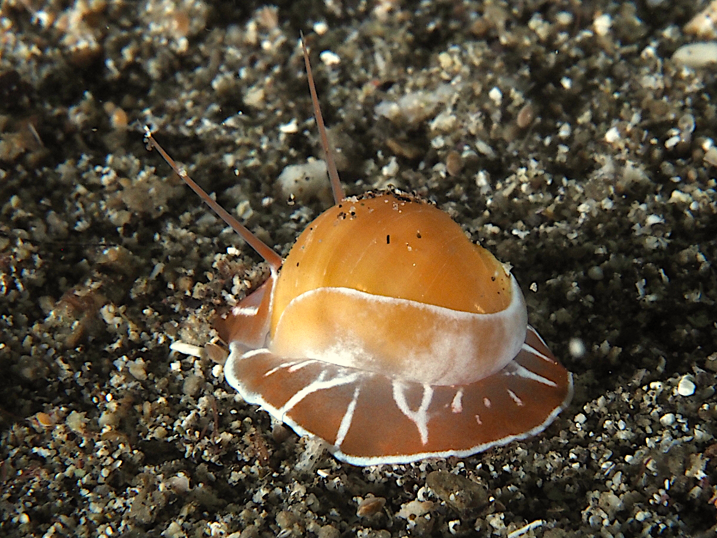 Oriental Moon Snail - Naticarius orientalis