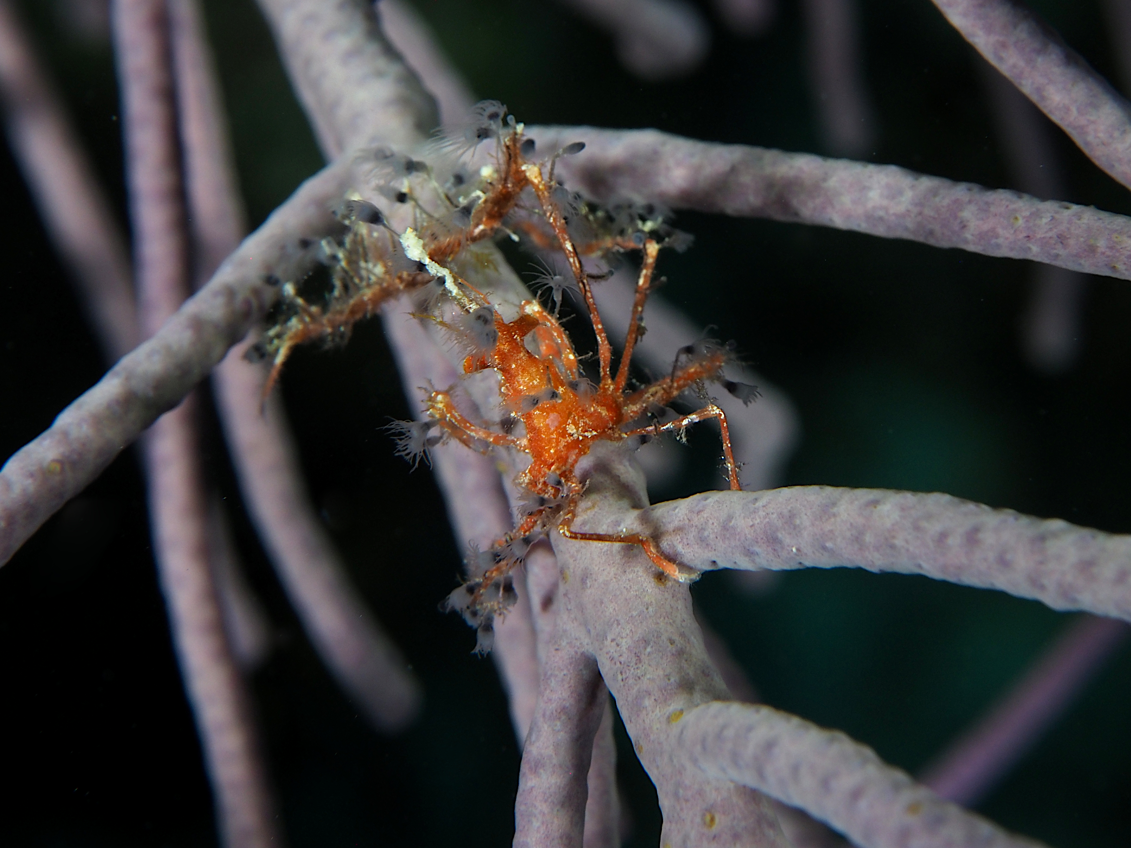 Shortfinger Neck Crab - Coryrhynchus sidneyi