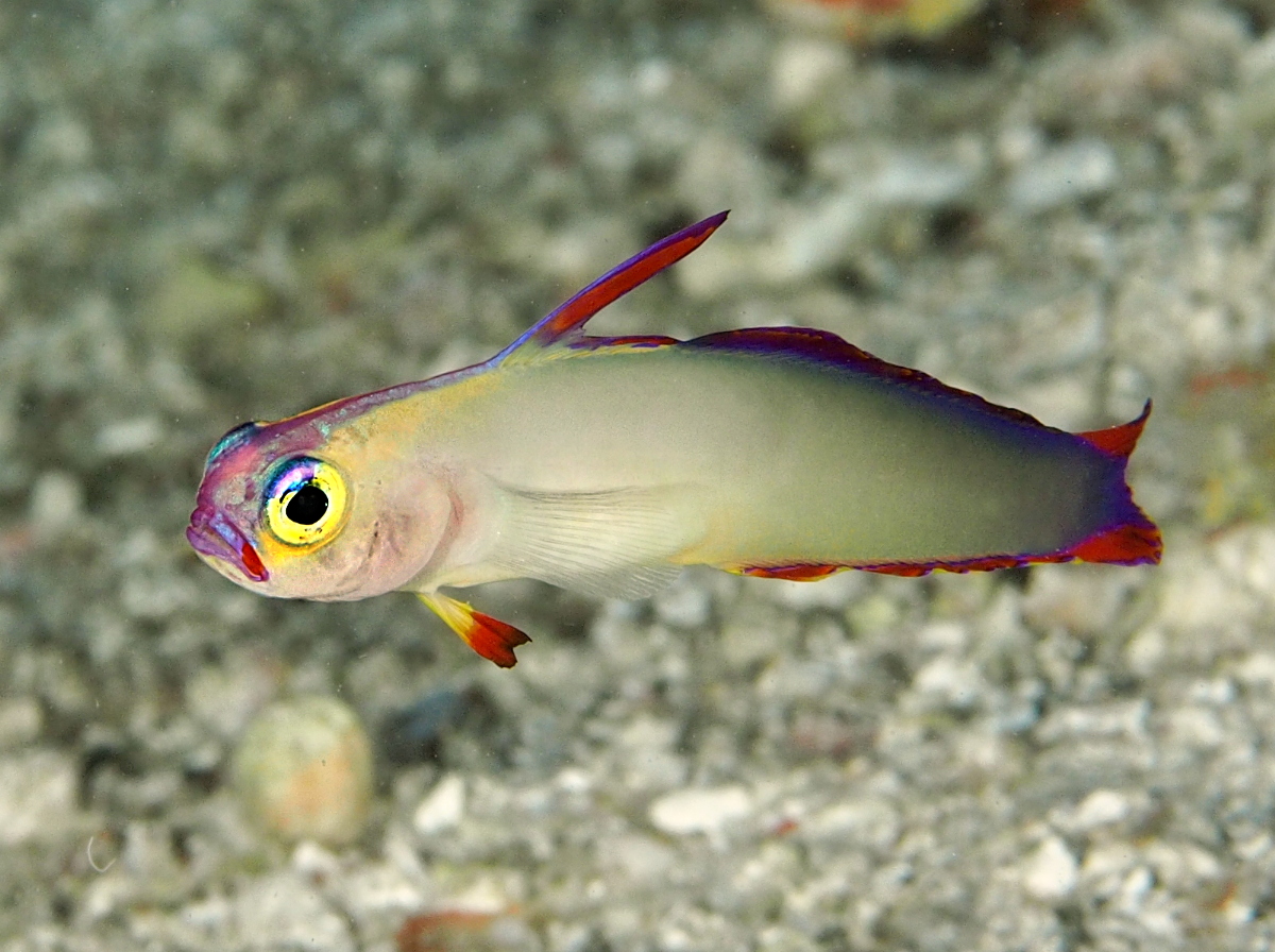 Decorated Dartfish - Nemateleotris decora - Palau