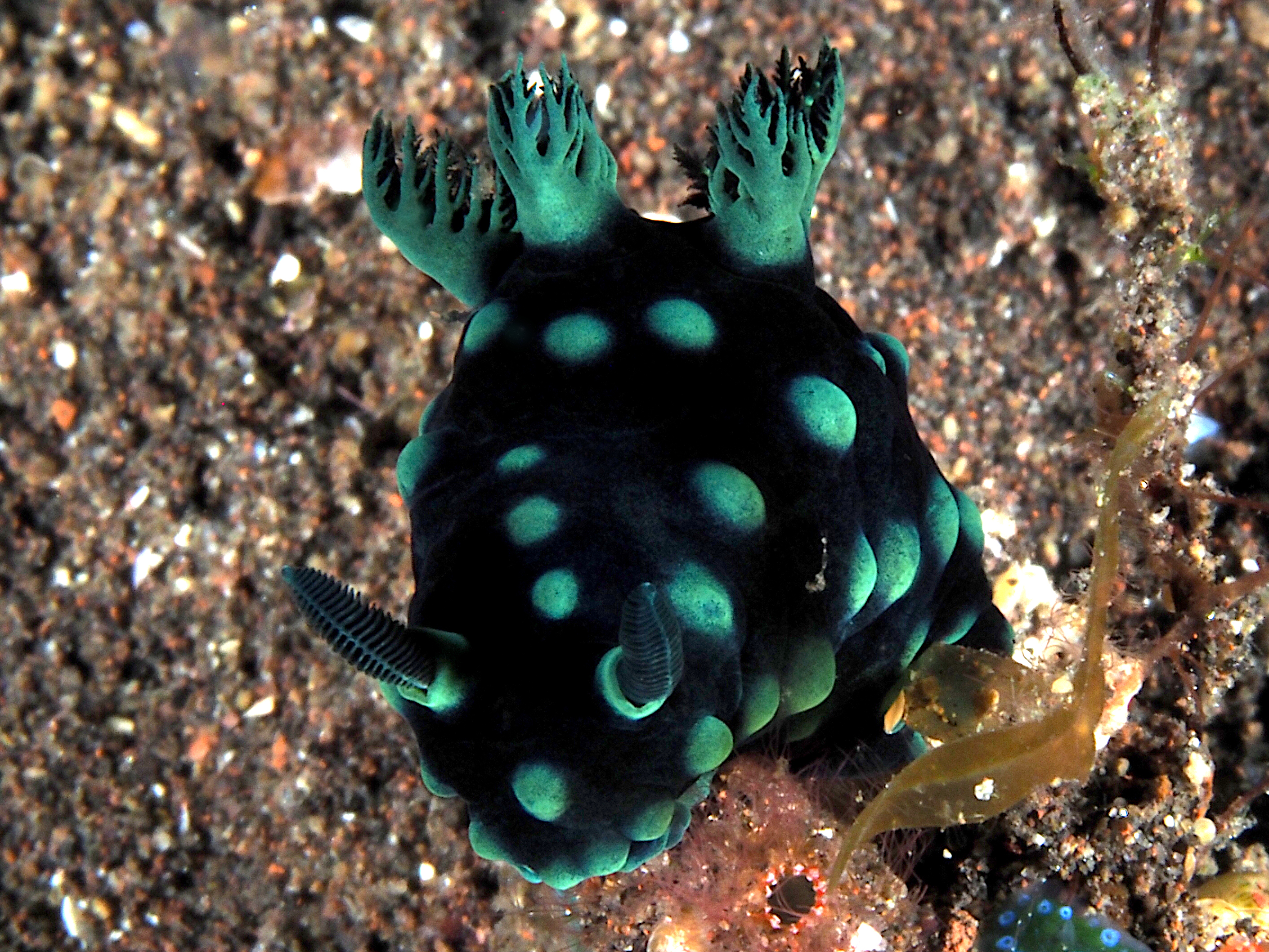 Crested Nembrotha - Nembrotha cristata