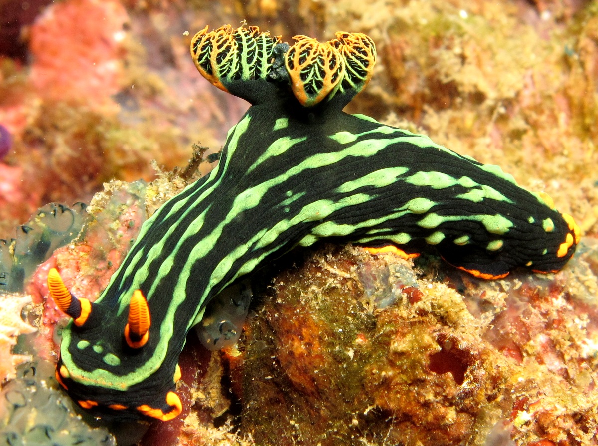 Kubaryana's Nembrotha - Nembrotha kubaryana