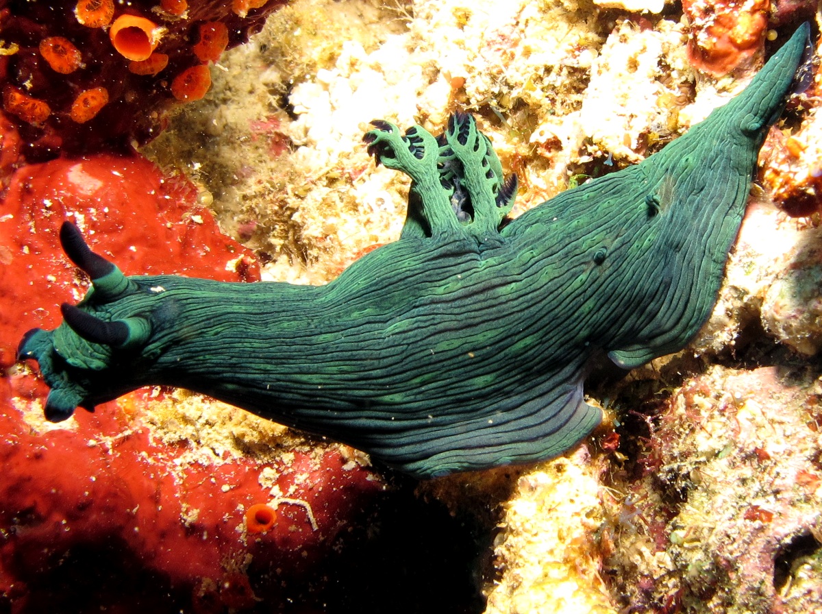 Miller's Nembrotha - Nembrotha milleri - Dumaguete, Philippines