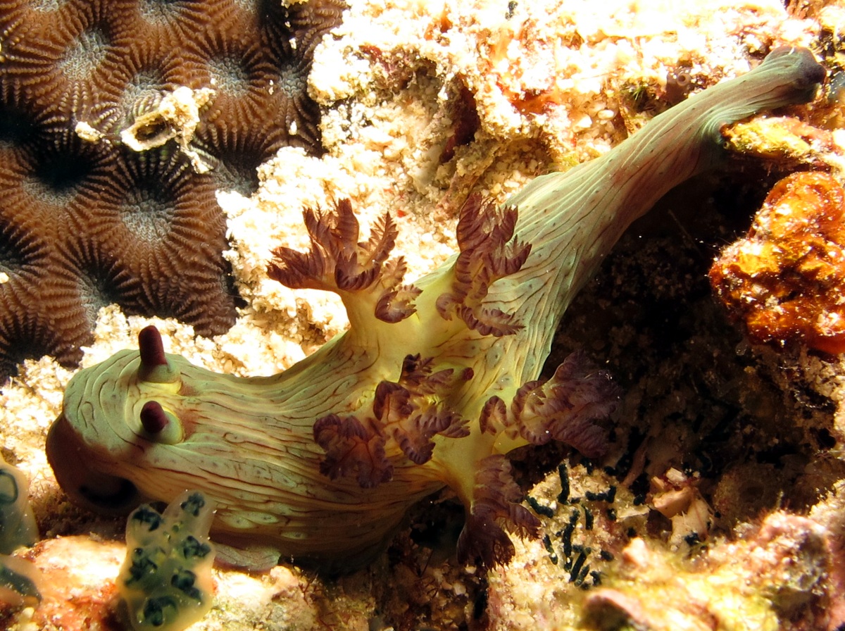 Nembrotha sp. 2 - Nembrotha sp. 2 - Dumaguete, Philippines