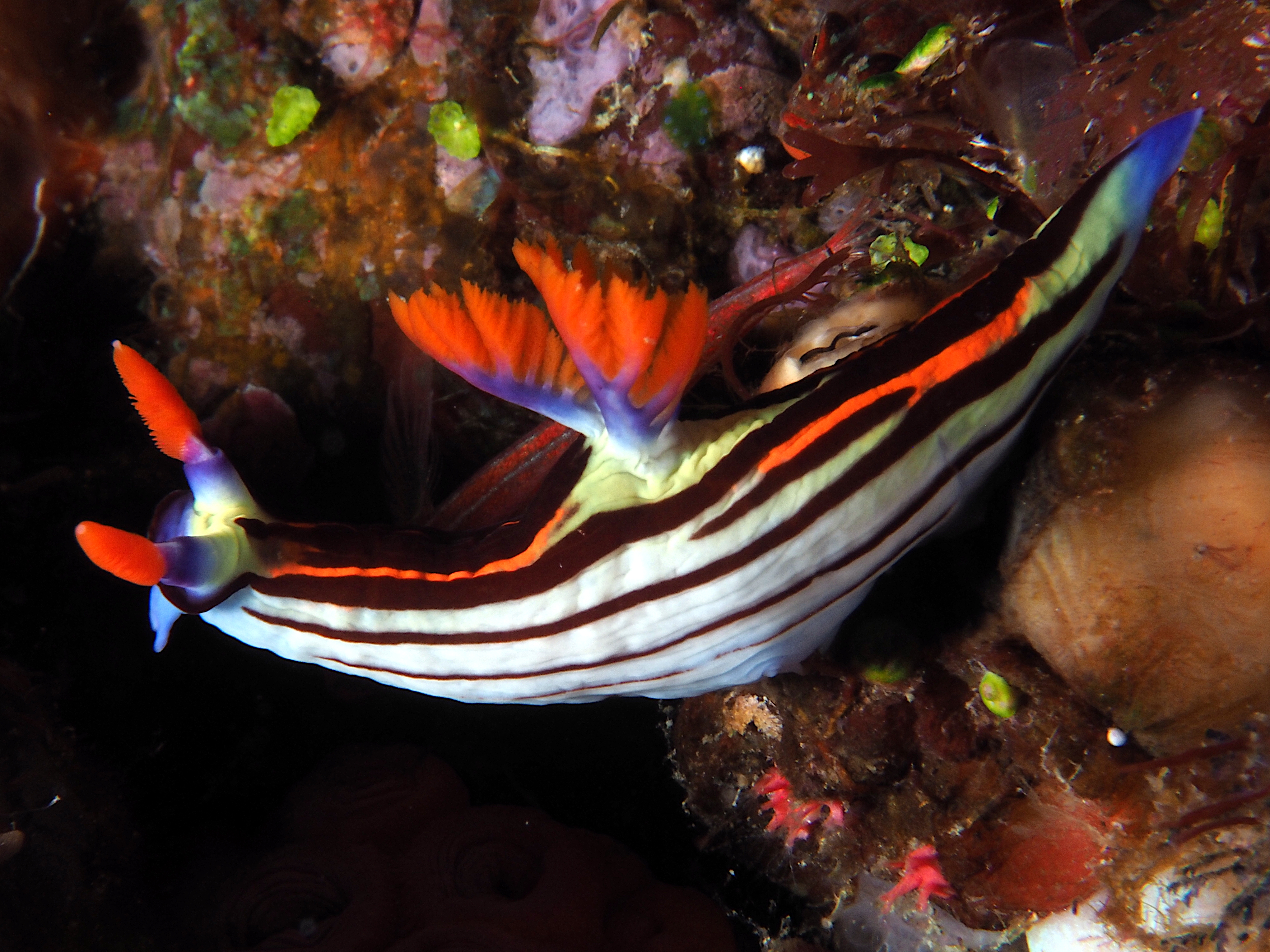 Nembrotha sp. 3 - Nembrotha sp. 3
