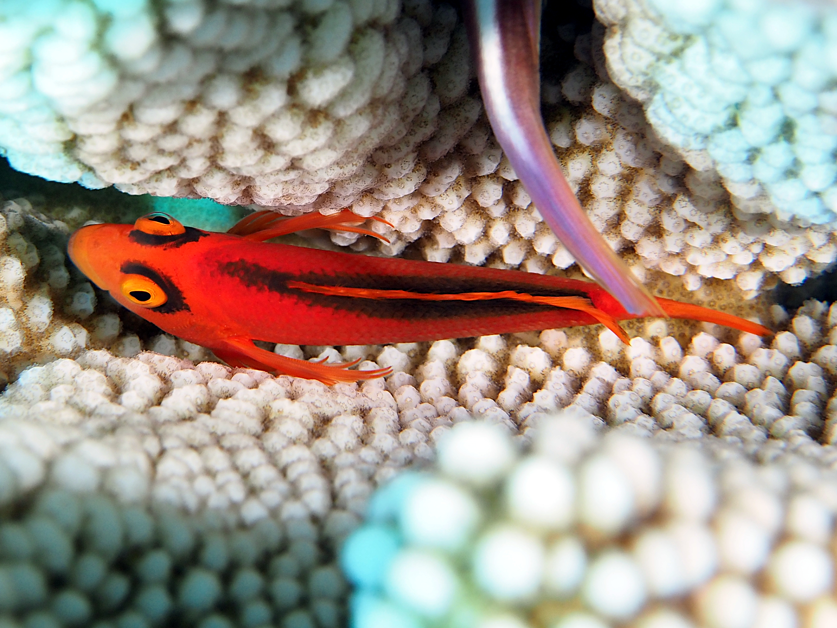 Flame Hawkfish - Neocirrhites armatus