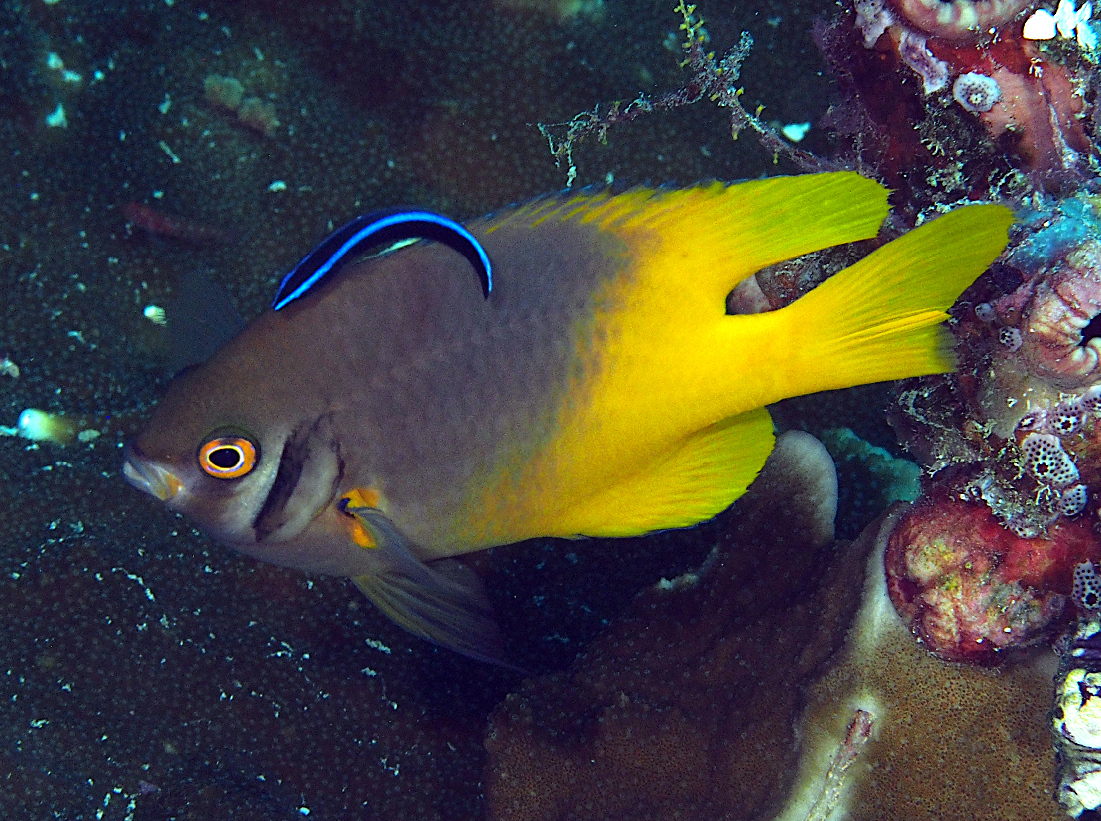 Black-and-Gold Damsel - Neoglyphidodon nigroris