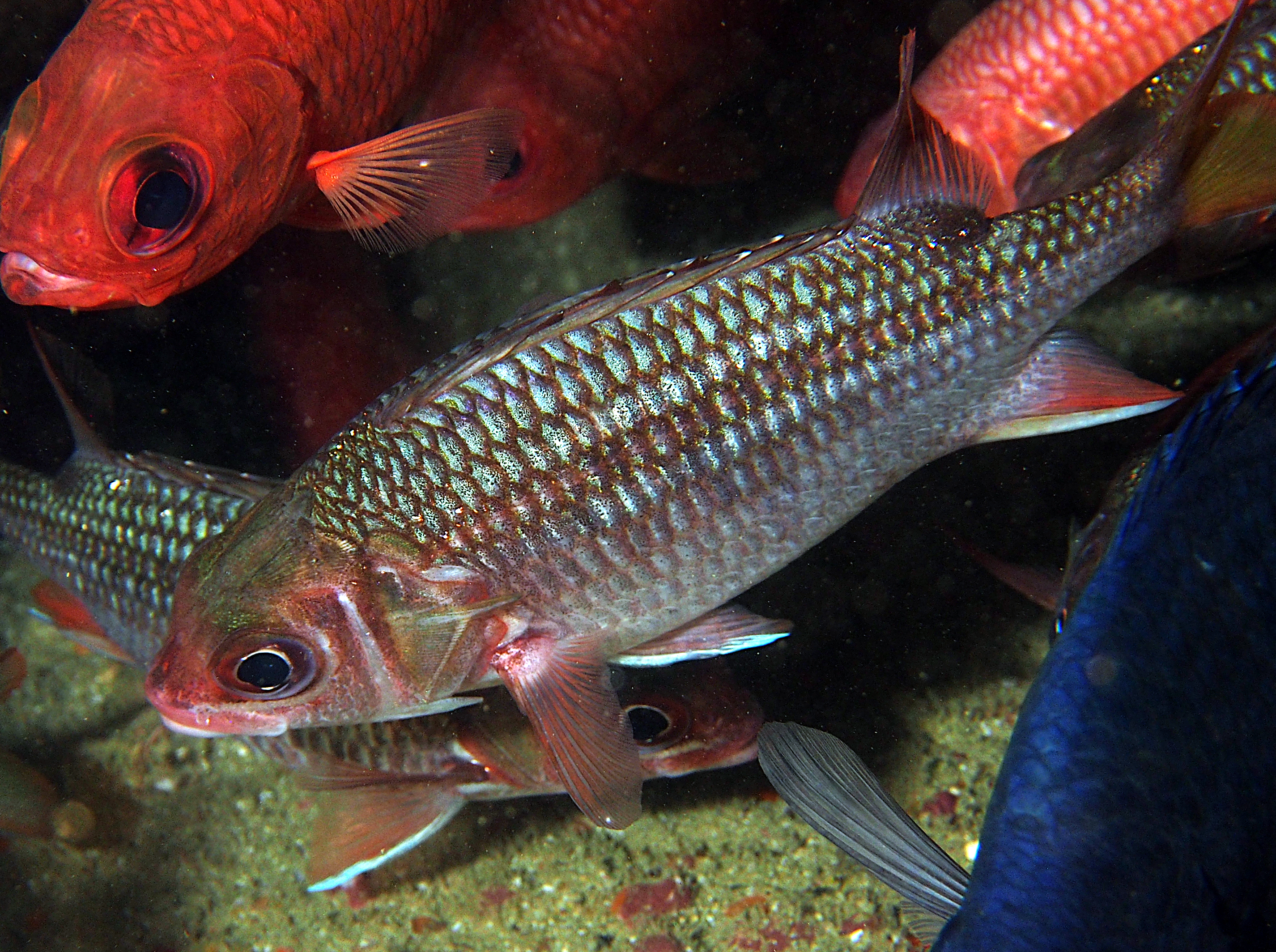 Tinsel Squirrelfish - Sargocentron suborbitale - Cabo San Lucas, Mexico