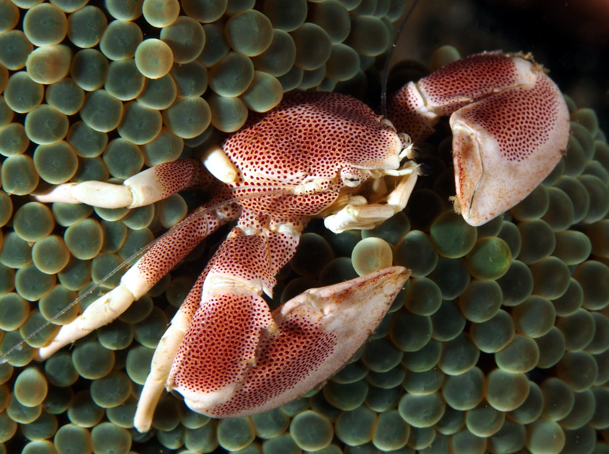 Spotted Porcelain Crab - Neopetrolisthes maculatus