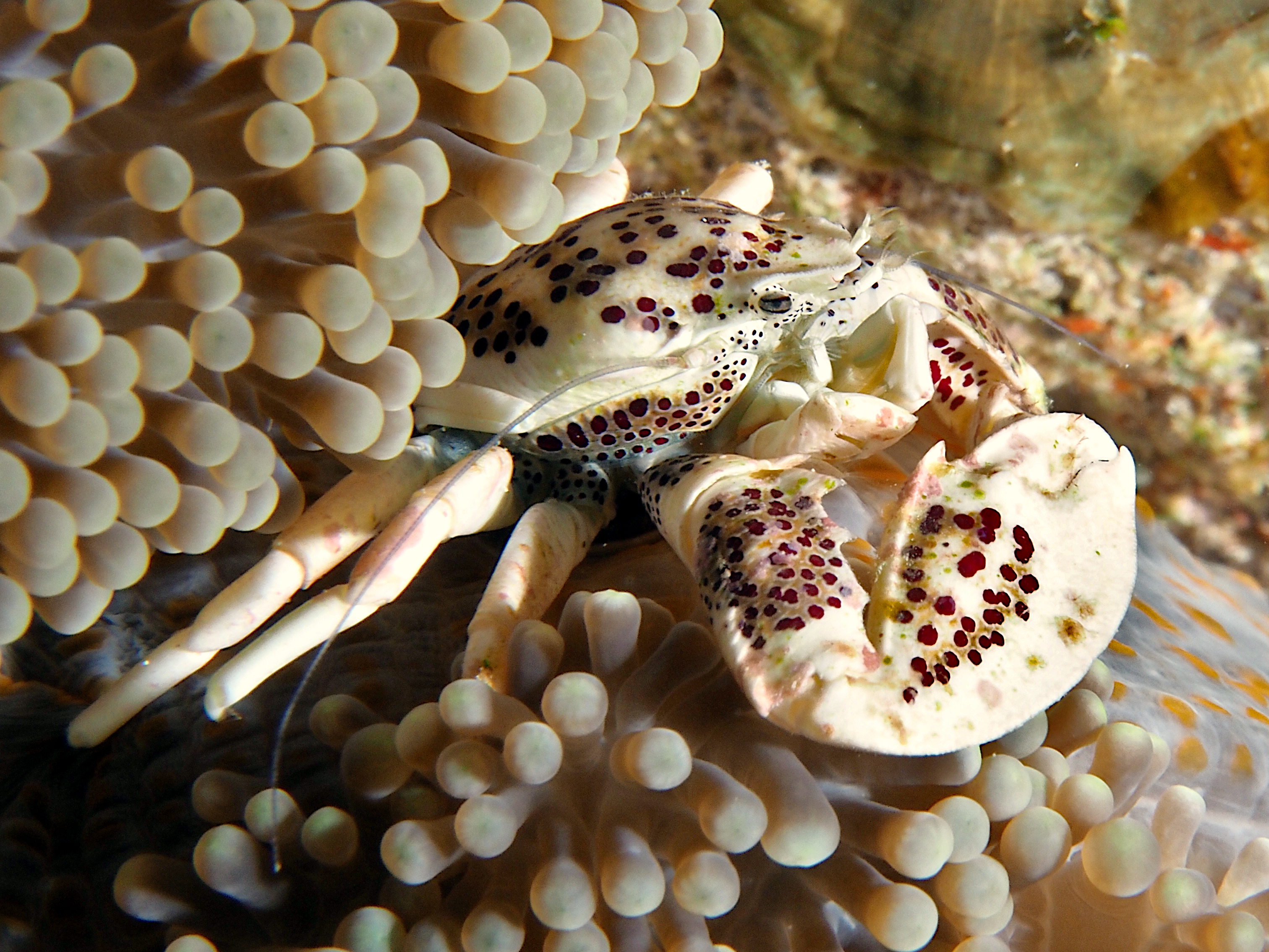 Spotted Porcelain Crab - Neopetrolisthes maculatus