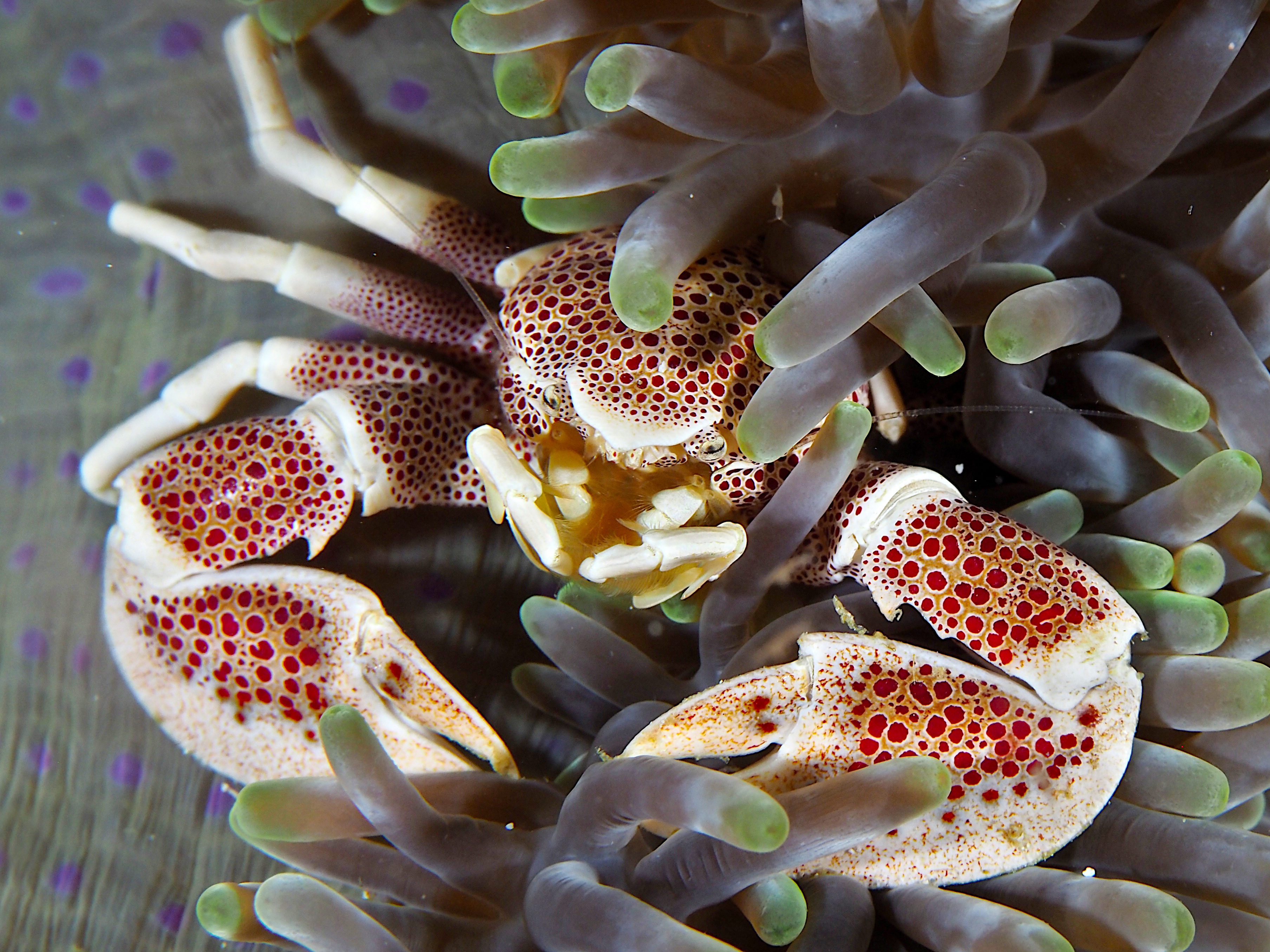 Spotted Porcelain Crab - Neopetrolisthes maculatus