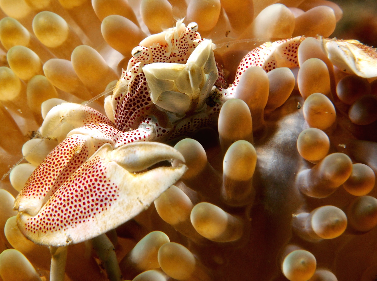 Spotted Porcelain Crab - Neopetrolisthes maculatus