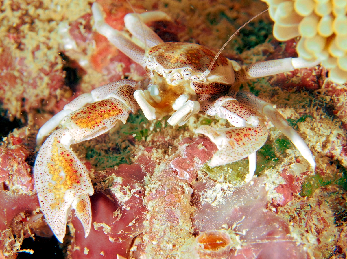 Spotted Porcelain Crab - Neopetrolisthes maculatus