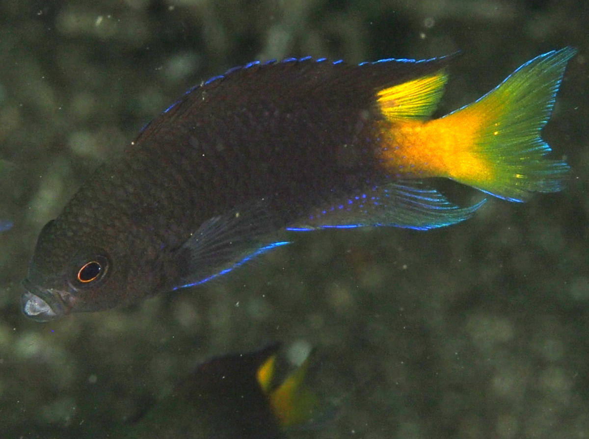 Yellowtail Demoiselle - Neopomacentrus azysron - Anilao, Philippines