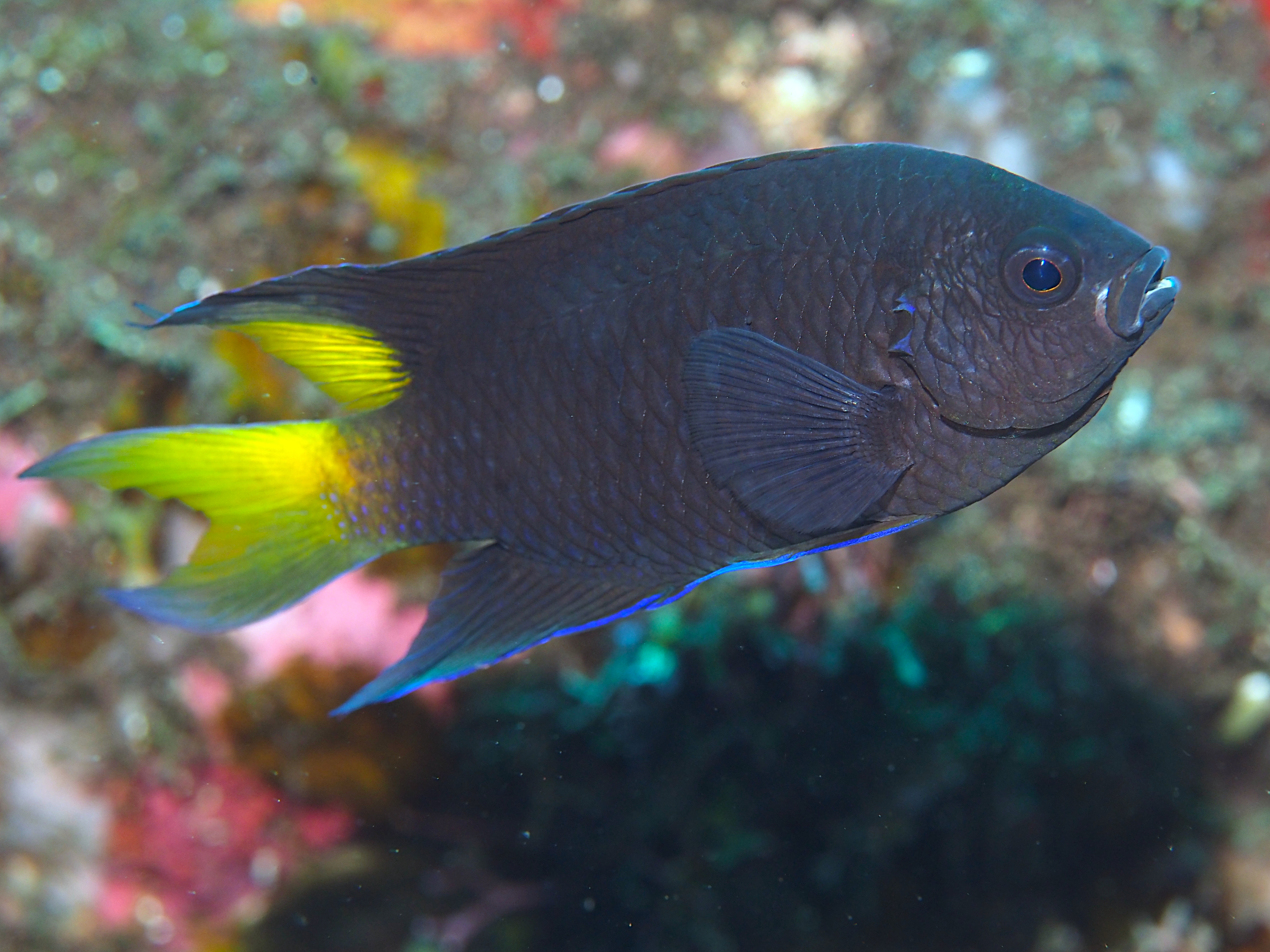 Violet Demoiselle - Neopomacentrus violascens