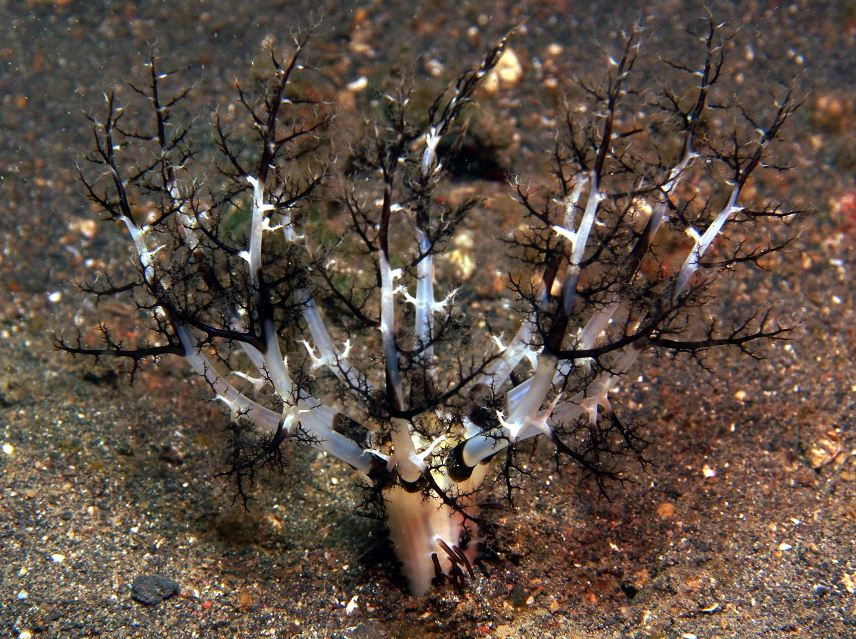 Magnum Sea Cucumber - Neothyonidium magnum - Lembeh Strait, Indonesia