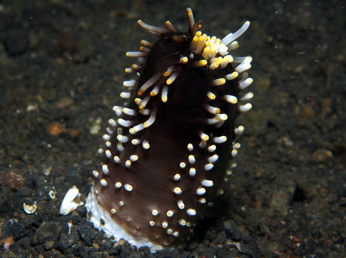 Neothyonidium sp. 2 - Neothyonidium sp. 2 - Lembeh Strait, Indonesia