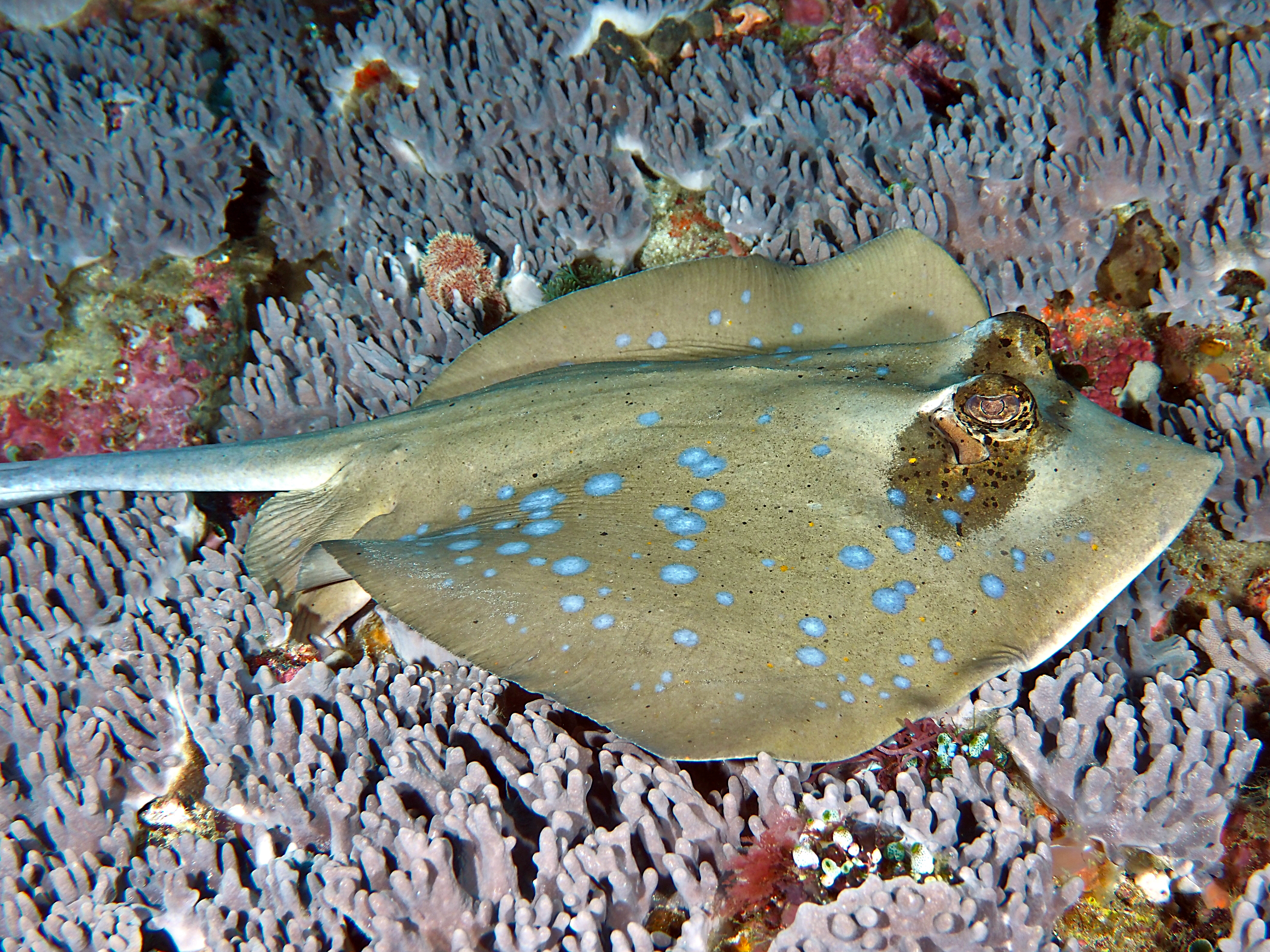 Australian Bluespotted Maskray - Neotrygon australiae