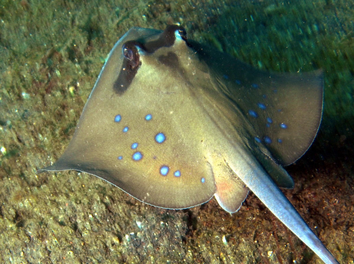 Oriental Bluespotted Maskray - Neotrygon orientalis - Lembeh Strait, Indonesia