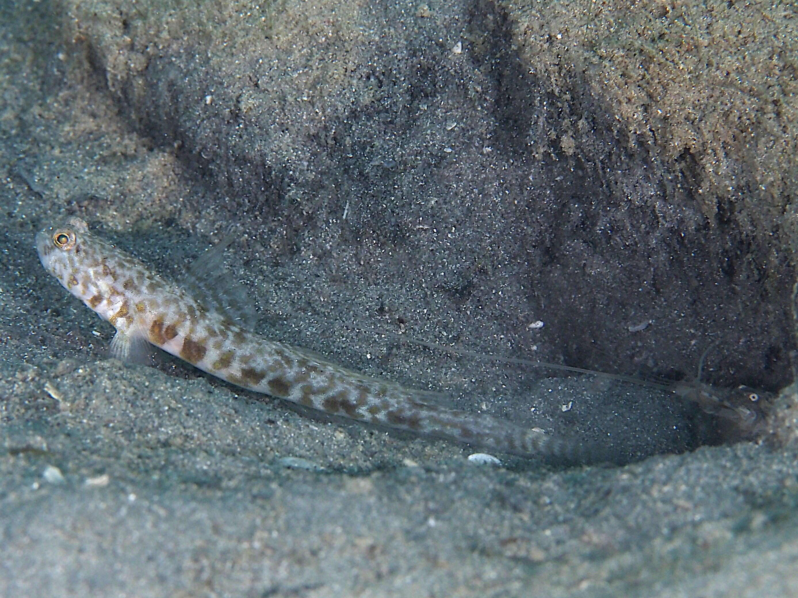 Orangespotted Goby - Nes longus