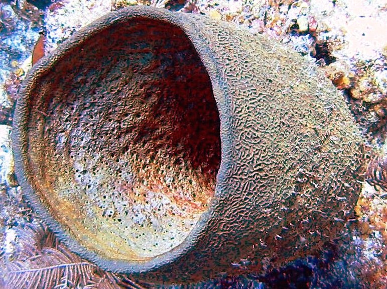 Netted Barrel Sponge - Verongula gigantea