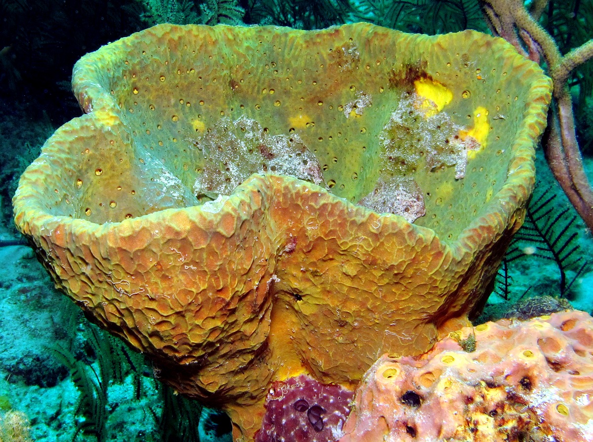 Netted Barrel Sponge - Verongula gigantea