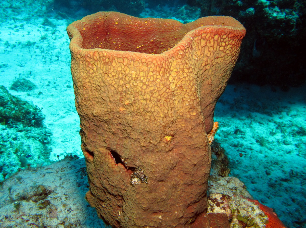 Netted Barrel Sponge - Verongula gigantea