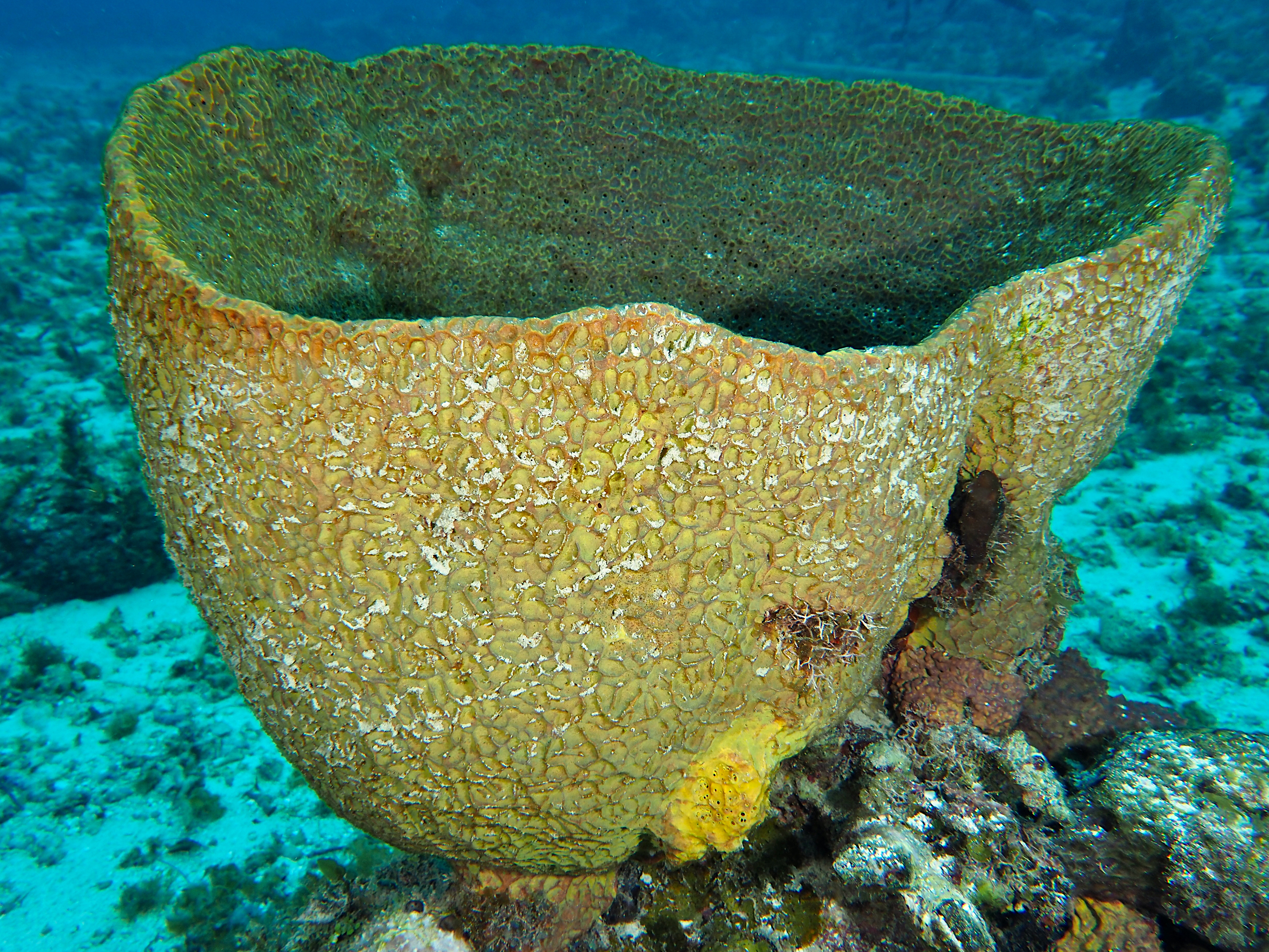 Netted Barrel Sponge - Verongula gigantea